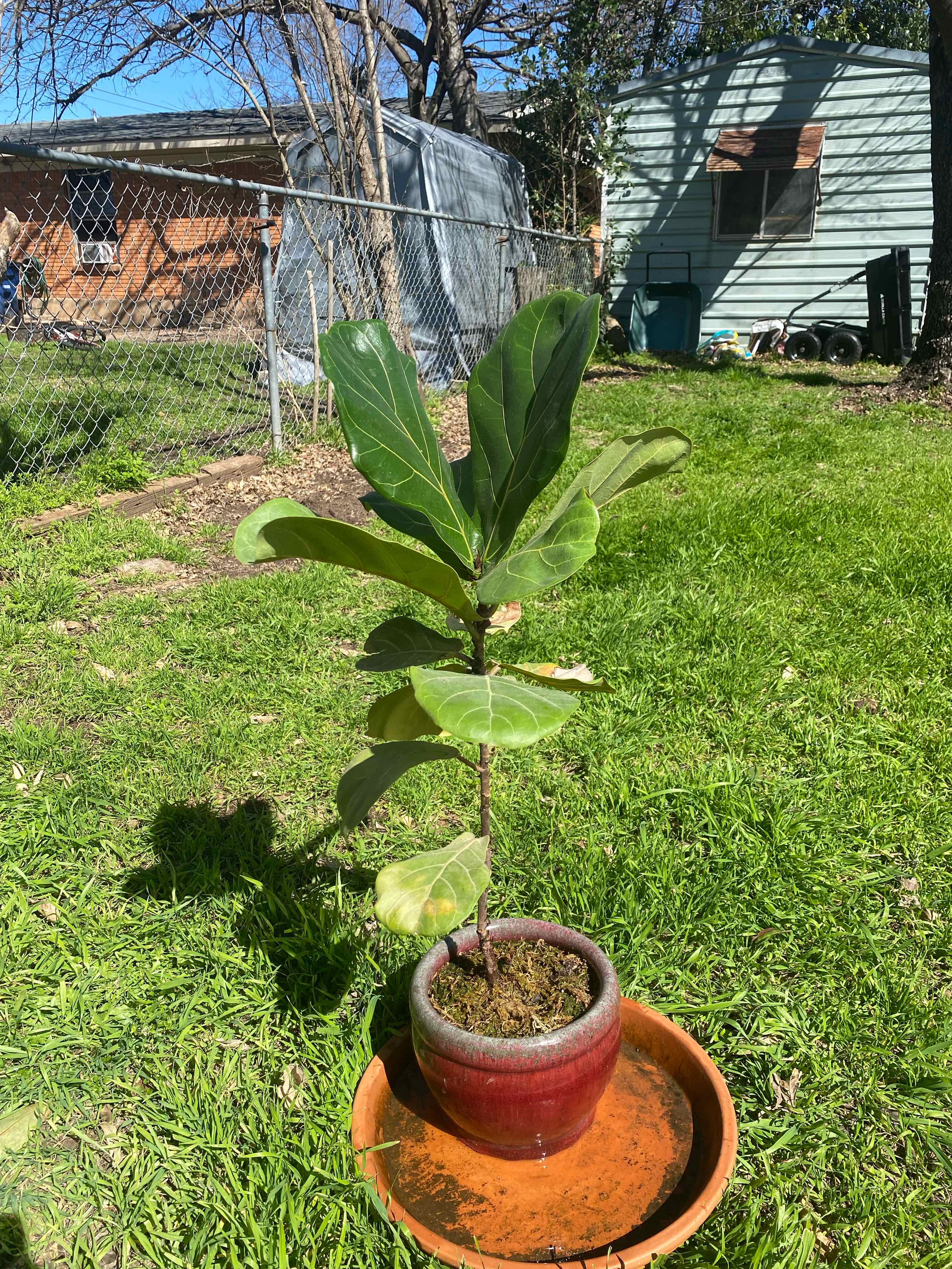 Fiddle Leaf Fig plant photo by @RJG named FLTwig on Greg, the plant care app.