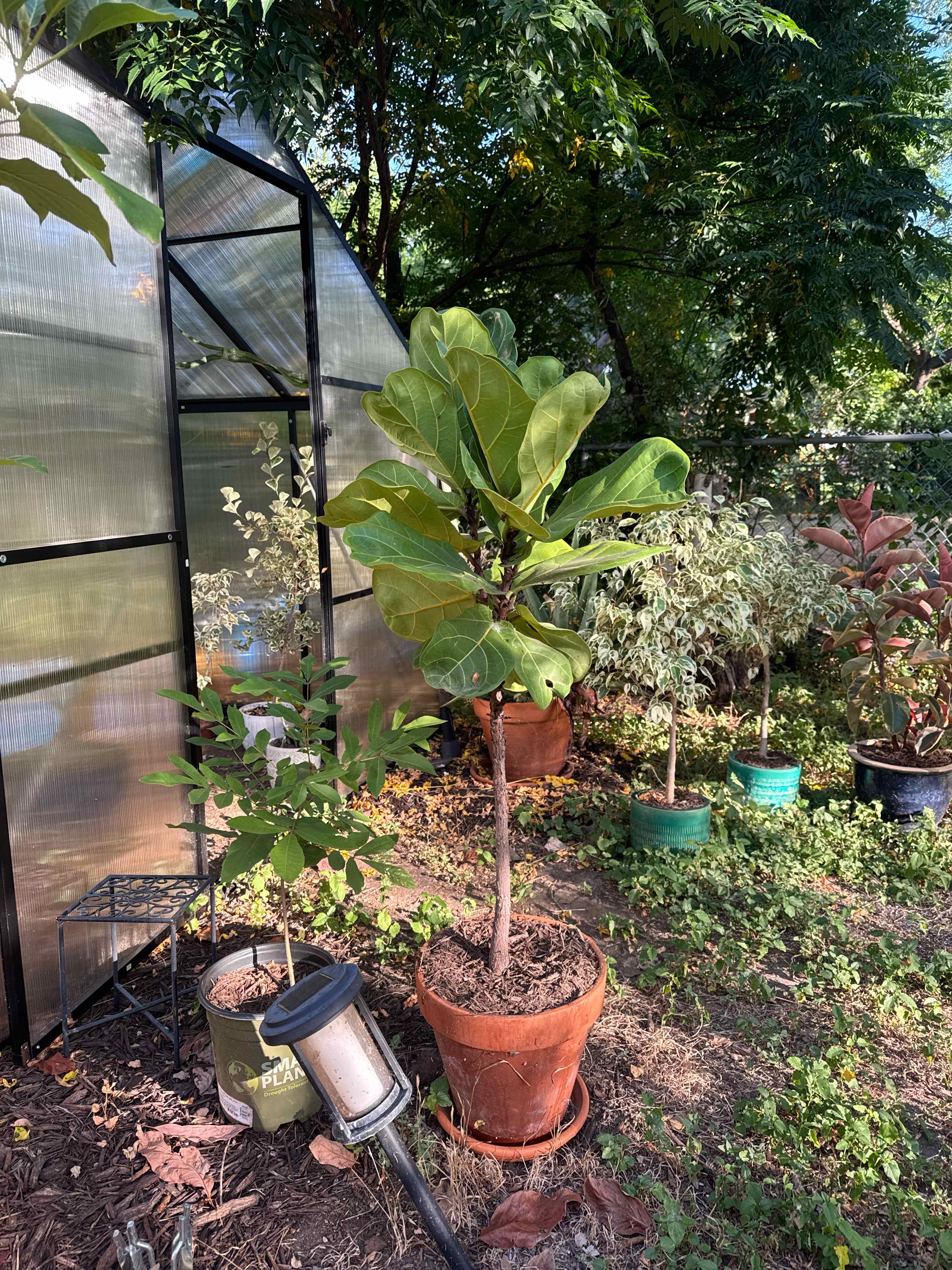 Fiddle Leaf Fig plant photo by @RJG named FLTwig on Greg, the plant care app.