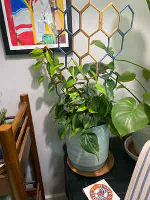 Philodendron Brasil plant photo by Rjg named Brazzy on Greg, the plant care app.