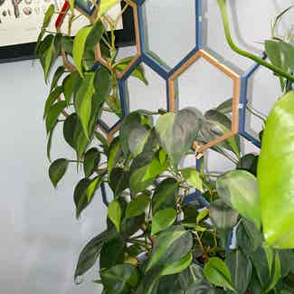 Philodendron Brasil plant in Austin, Texas