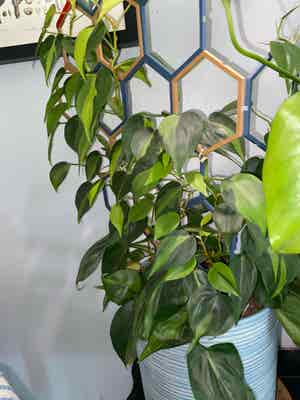 Philodendron Brasil plant photo by @RJG named Brazzy on Greg, the plant care app.