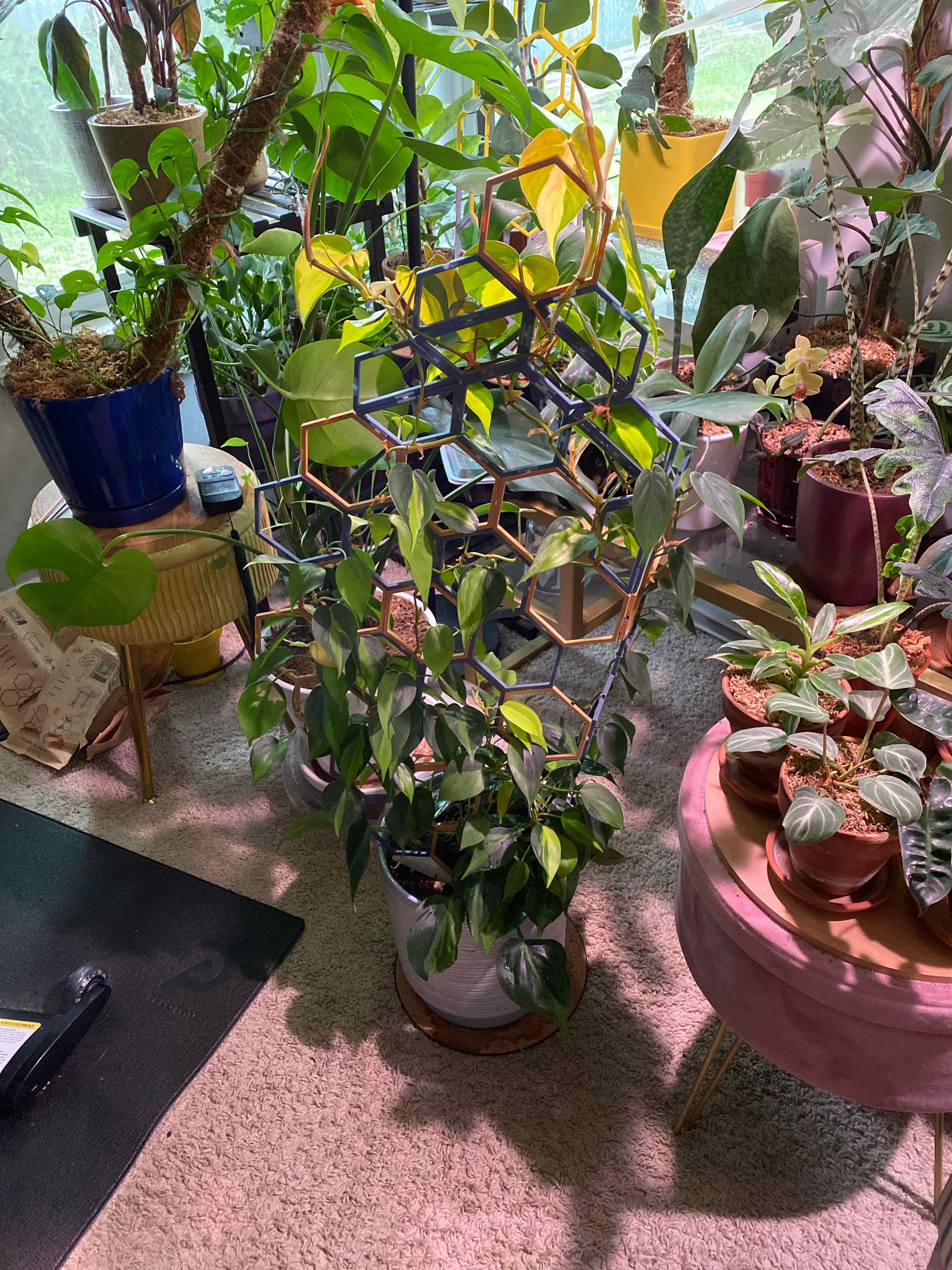 Philodendron Brasil plant photo by @RJG named Brazzy on Greg, the plant care app.