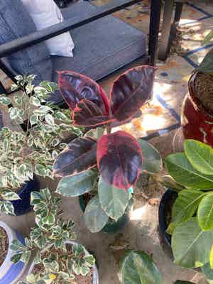 Ficus 'Ruby' plant photo by Rjg named Dorthy on Greg, the plant care app.