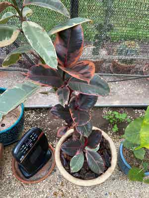 Ficus 'Ruby' plant photo by @RJG named Dorthy on Greg, the plant care app.