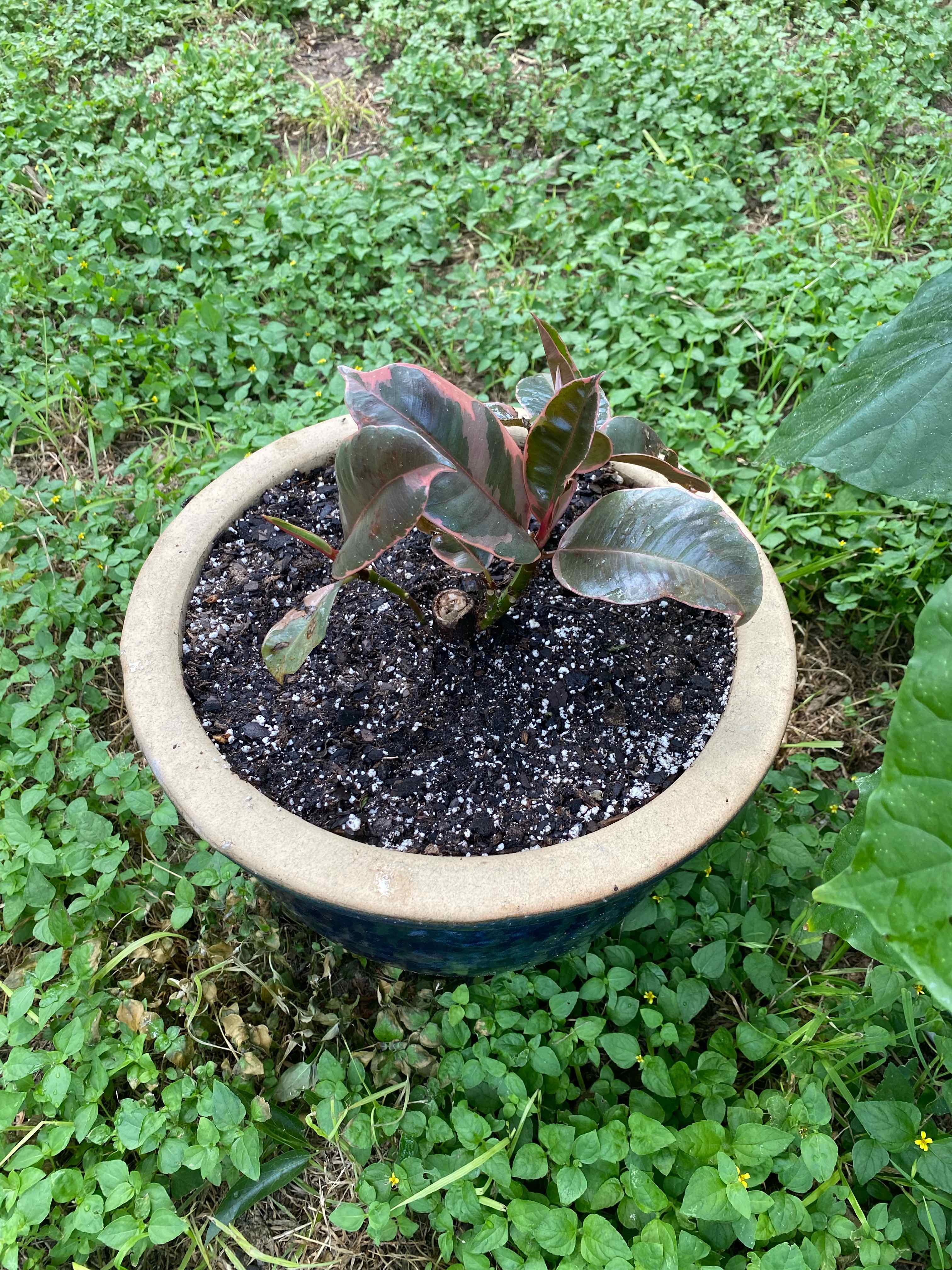 Potted Ficus 'Ruby' plant with healthy leaves and visible soil.