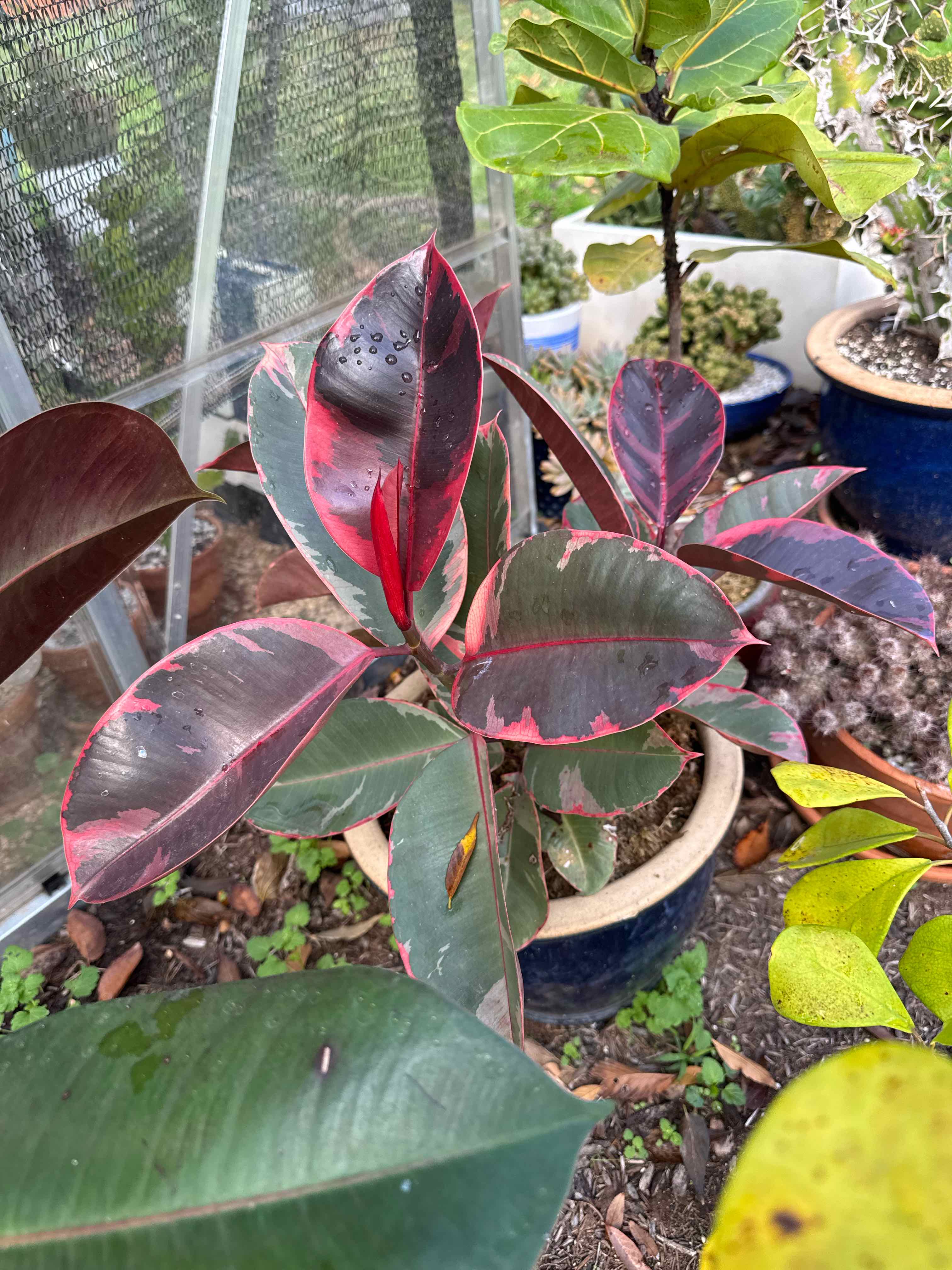 Ficus 'Ruby' plant photo by @RJG named Dorthy on Greg, the plant care app.