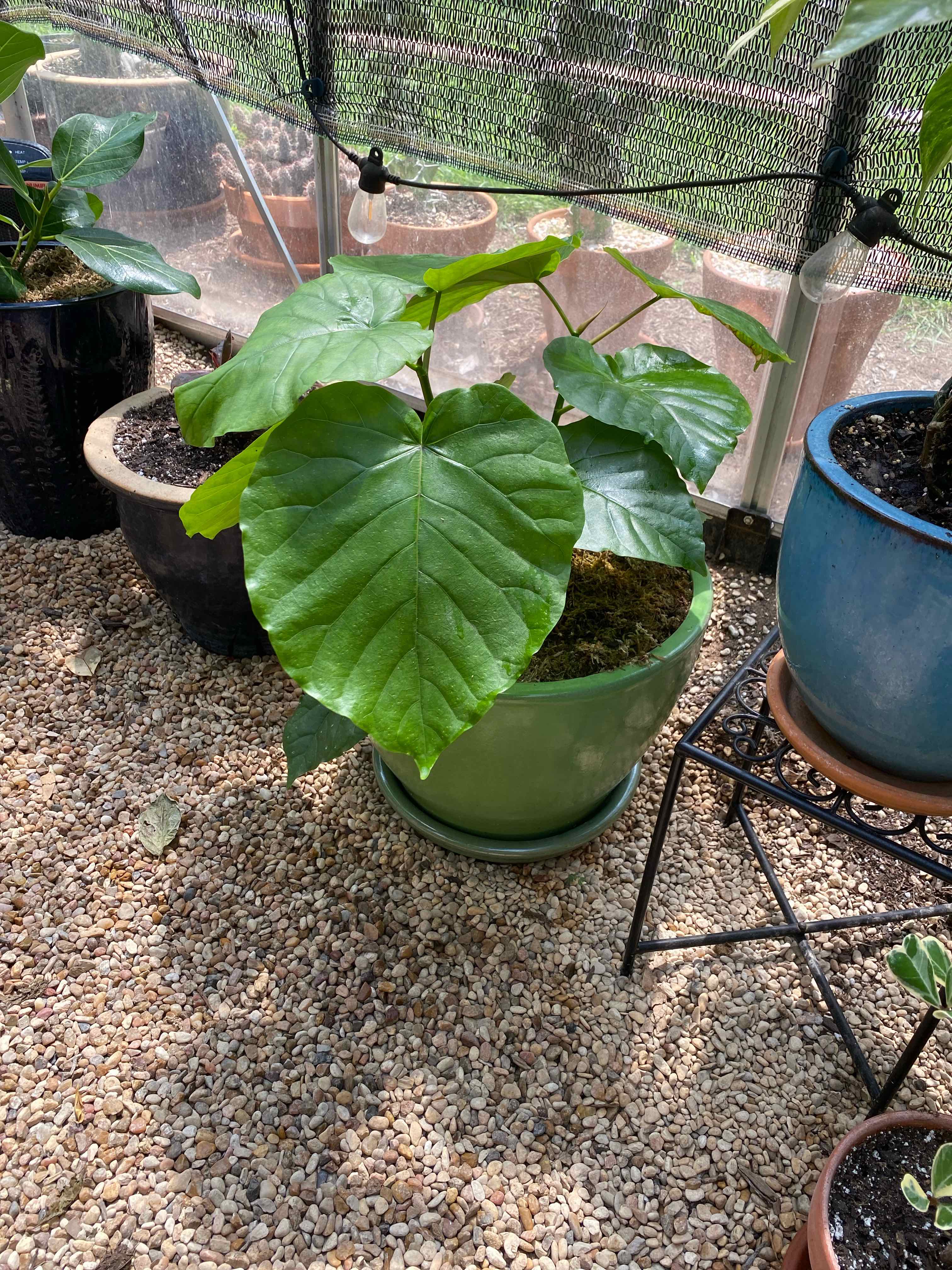 Ficus umbellata plant in a green pot with large green leaves, surrounded by other potted plants on a gravel floor.
