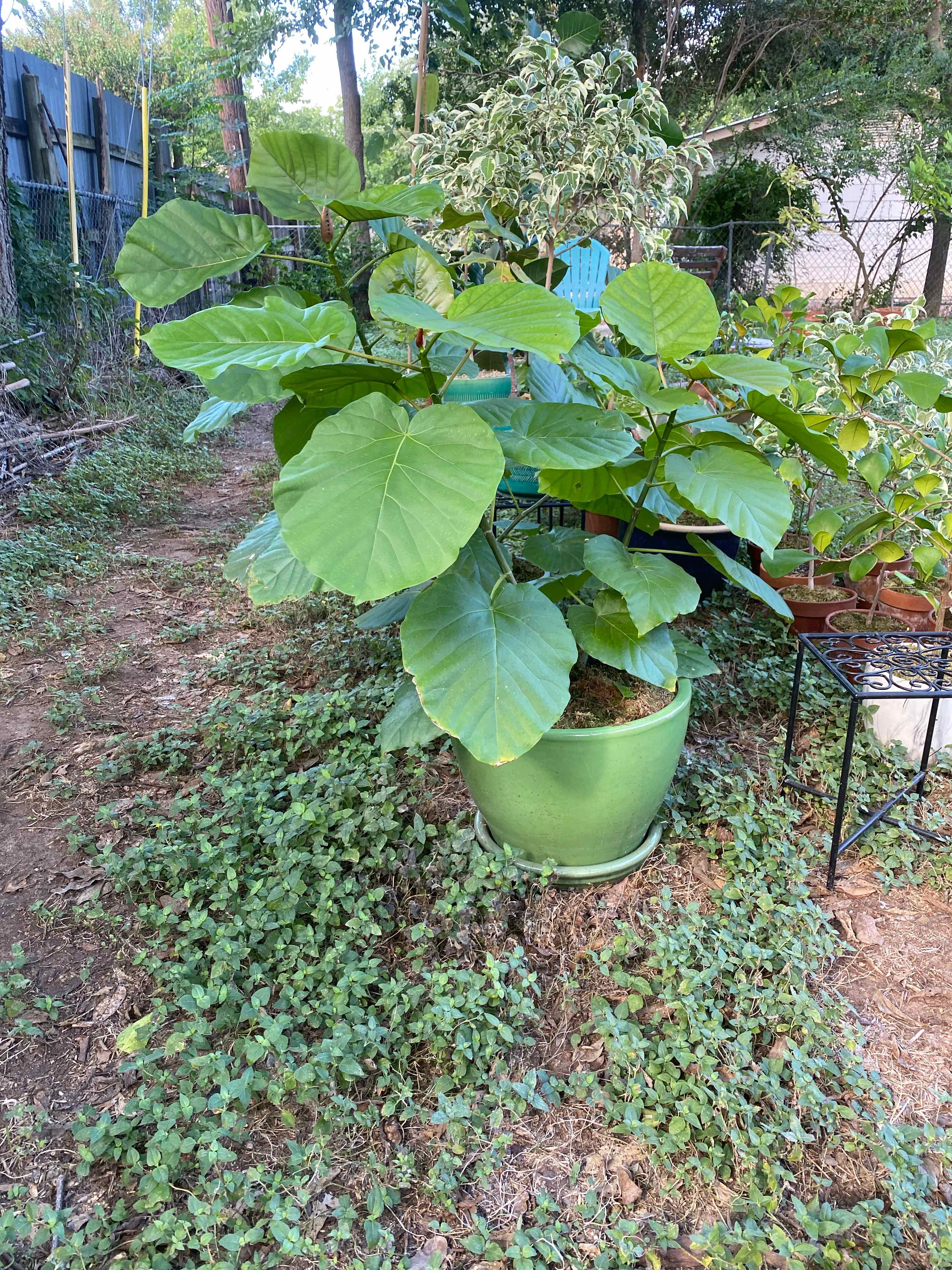 Photo of the plant species Ficus umbellata by @RJG named Corazón on Greg, the plant care app