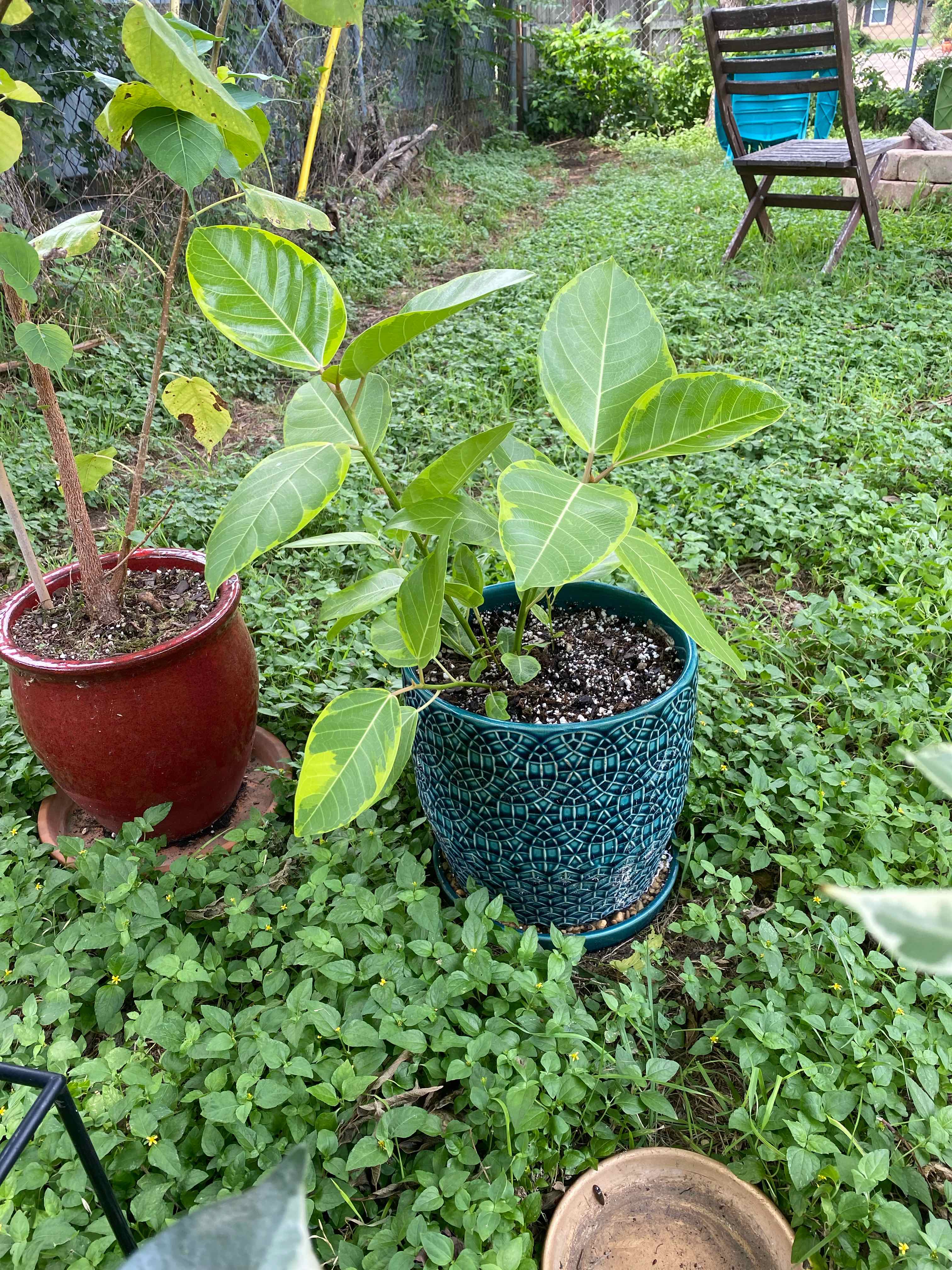 Council Tree plant in a decorative pot outdoors with broad green leaves and visible veins.