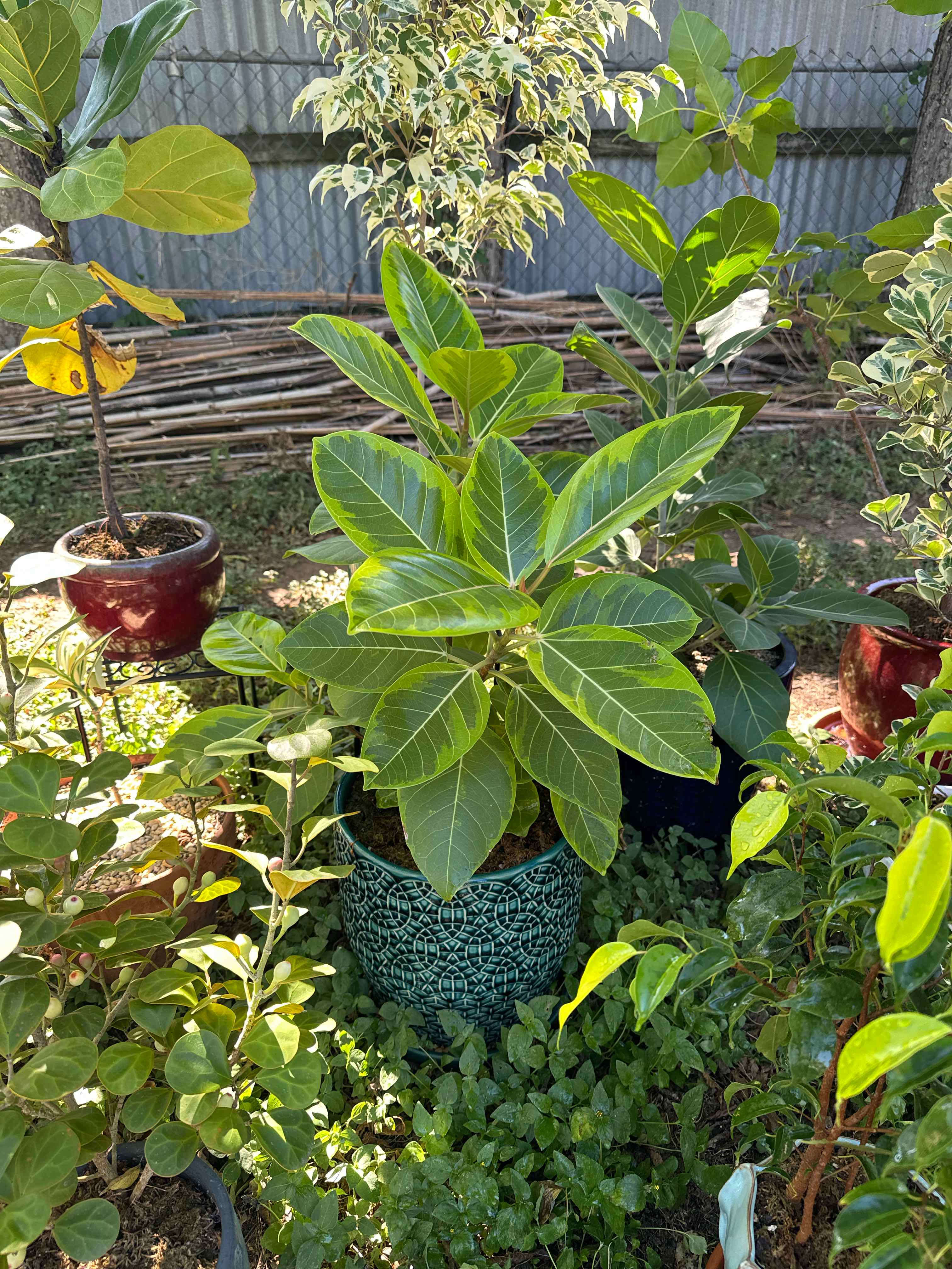 Council Tree plant photo by @RJG named Esquire on Greg, the plant care app.