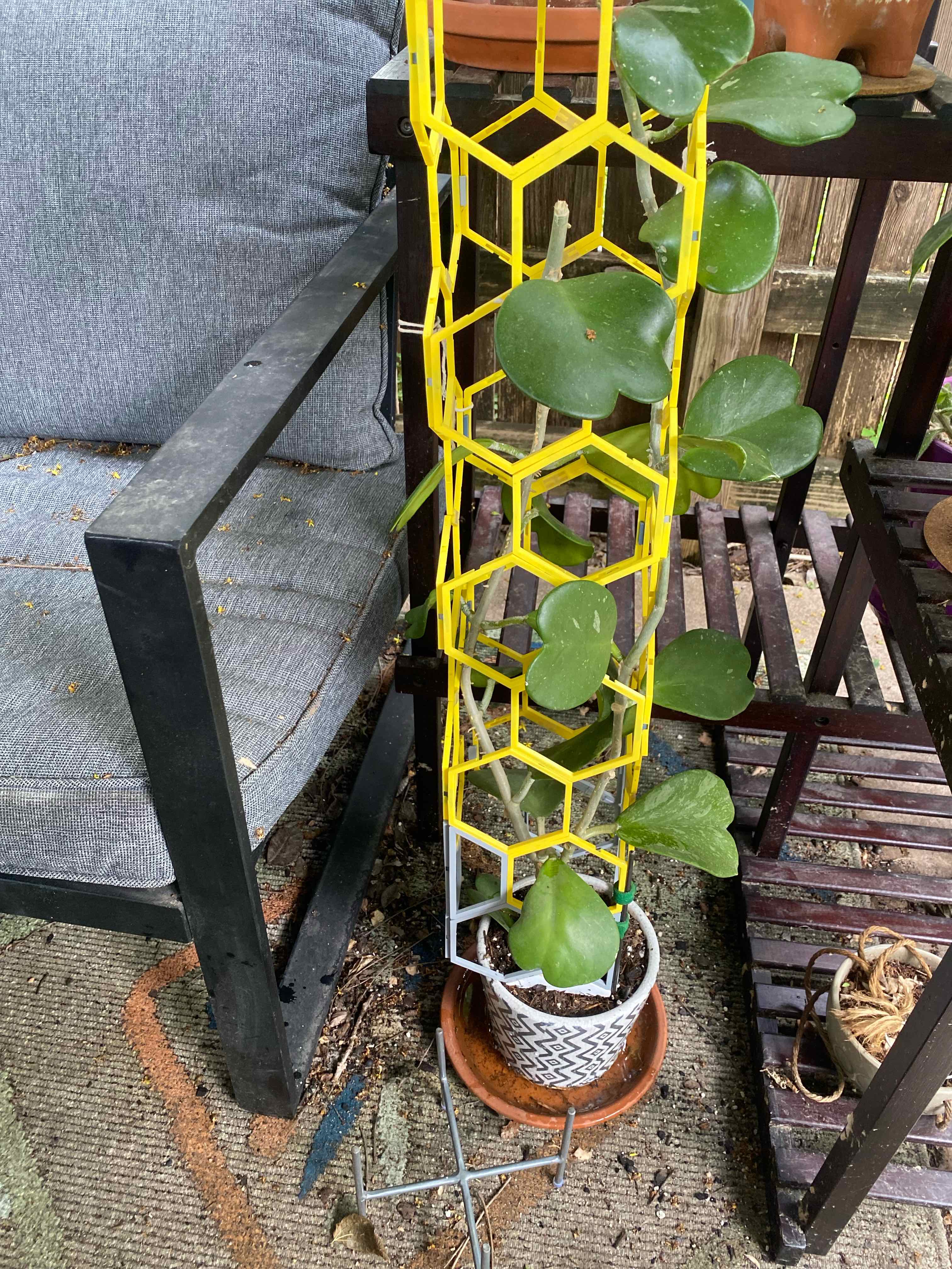 Photo of the plant species reverse variegataed hoya kerri by @RJG named Klay on Greg, the plant care app