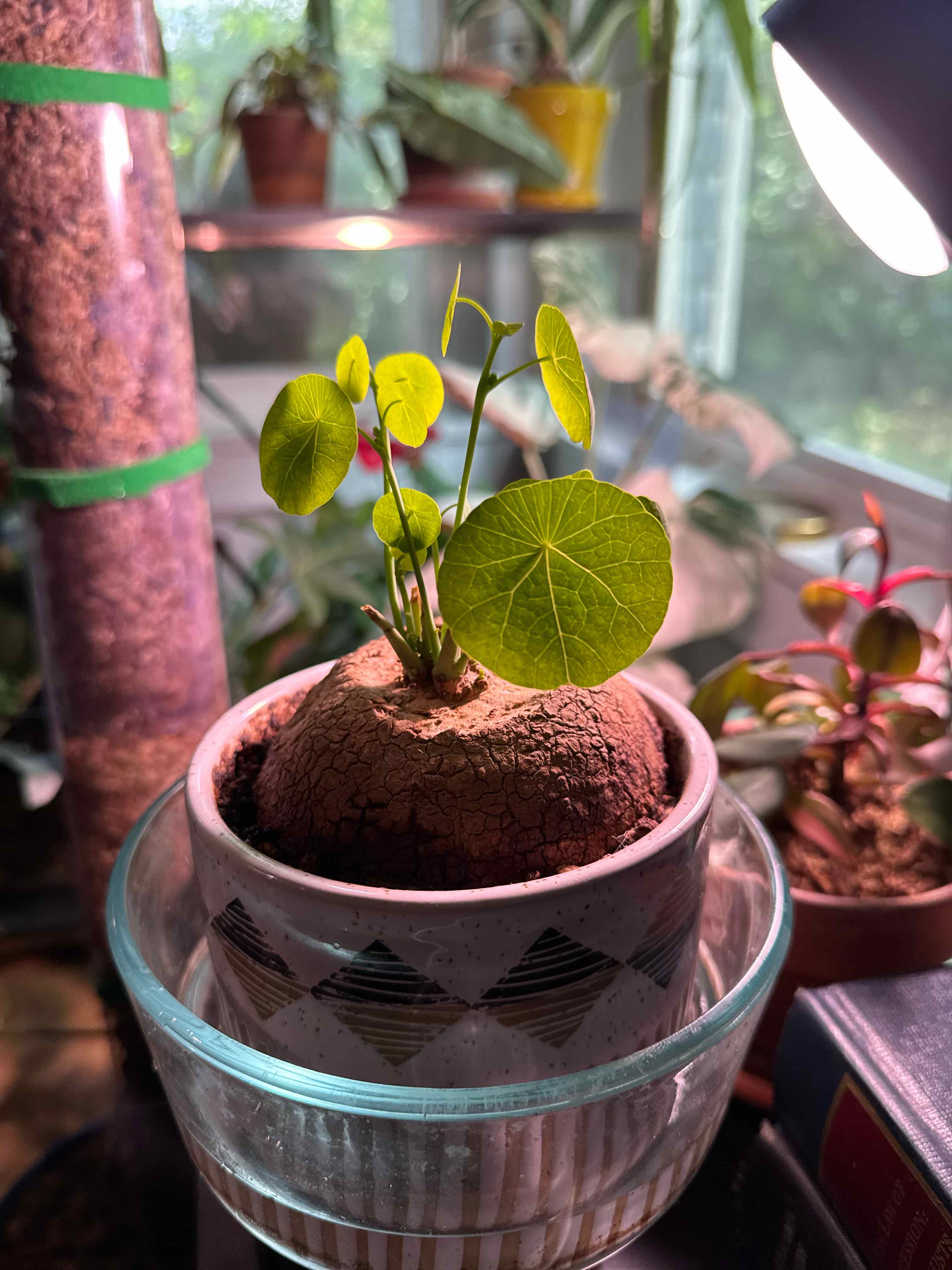 Photo of the plant species Stephania erecta by @RJG named Erica on Greg, the plant care app