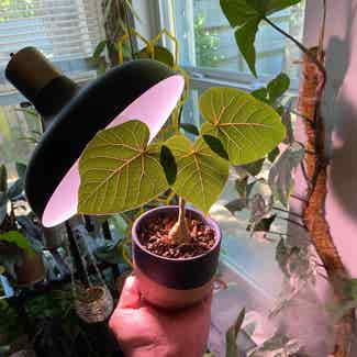 Petiolate Fig plant in Austin, Texas