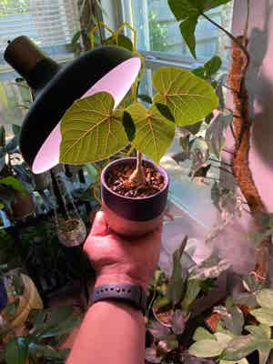 Ficus Petiolaris plant photo by @RJG named Claude on Greg, the plant care app.