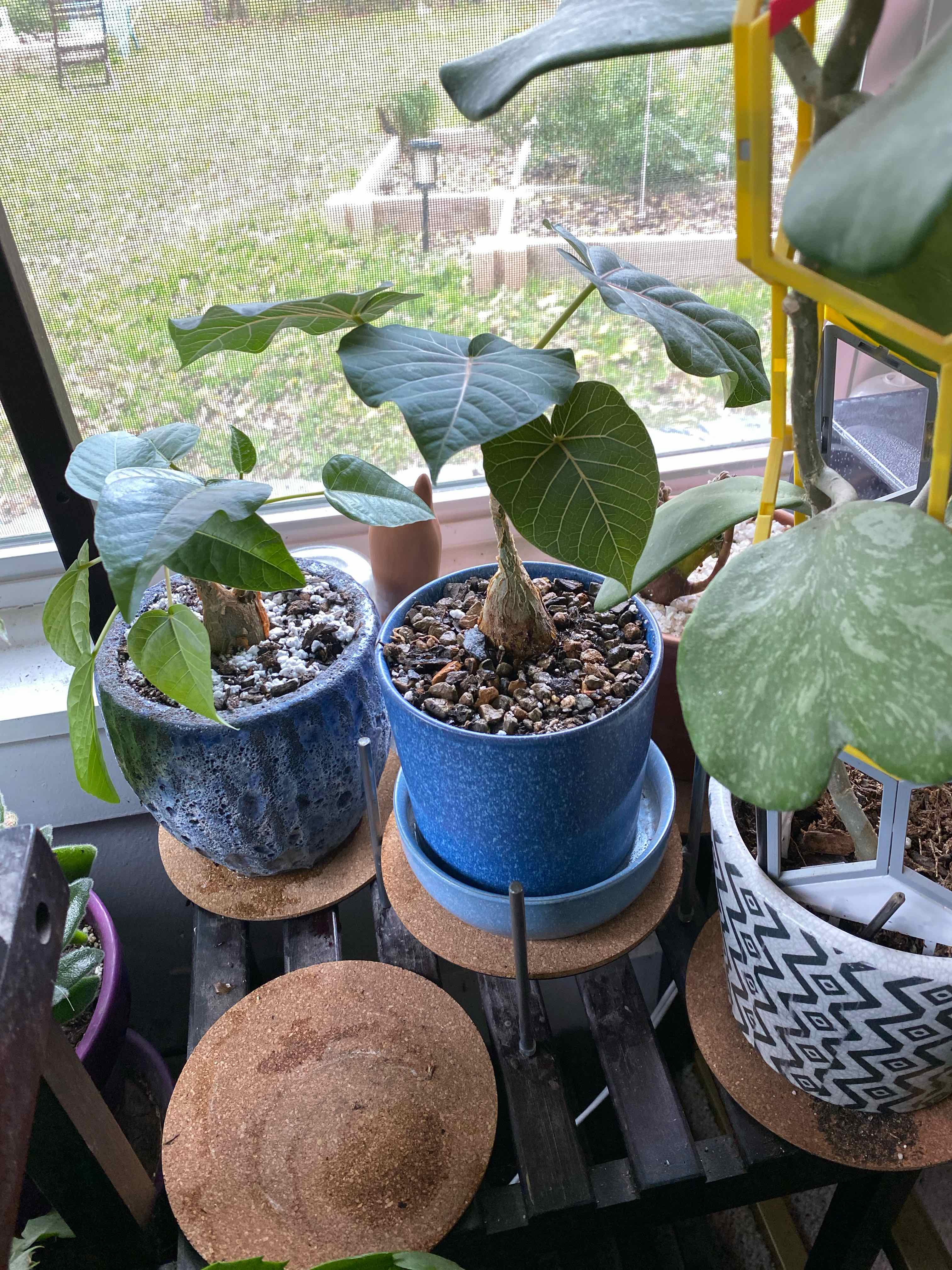 Fig | A plant by @AgreeableMostii on Greg