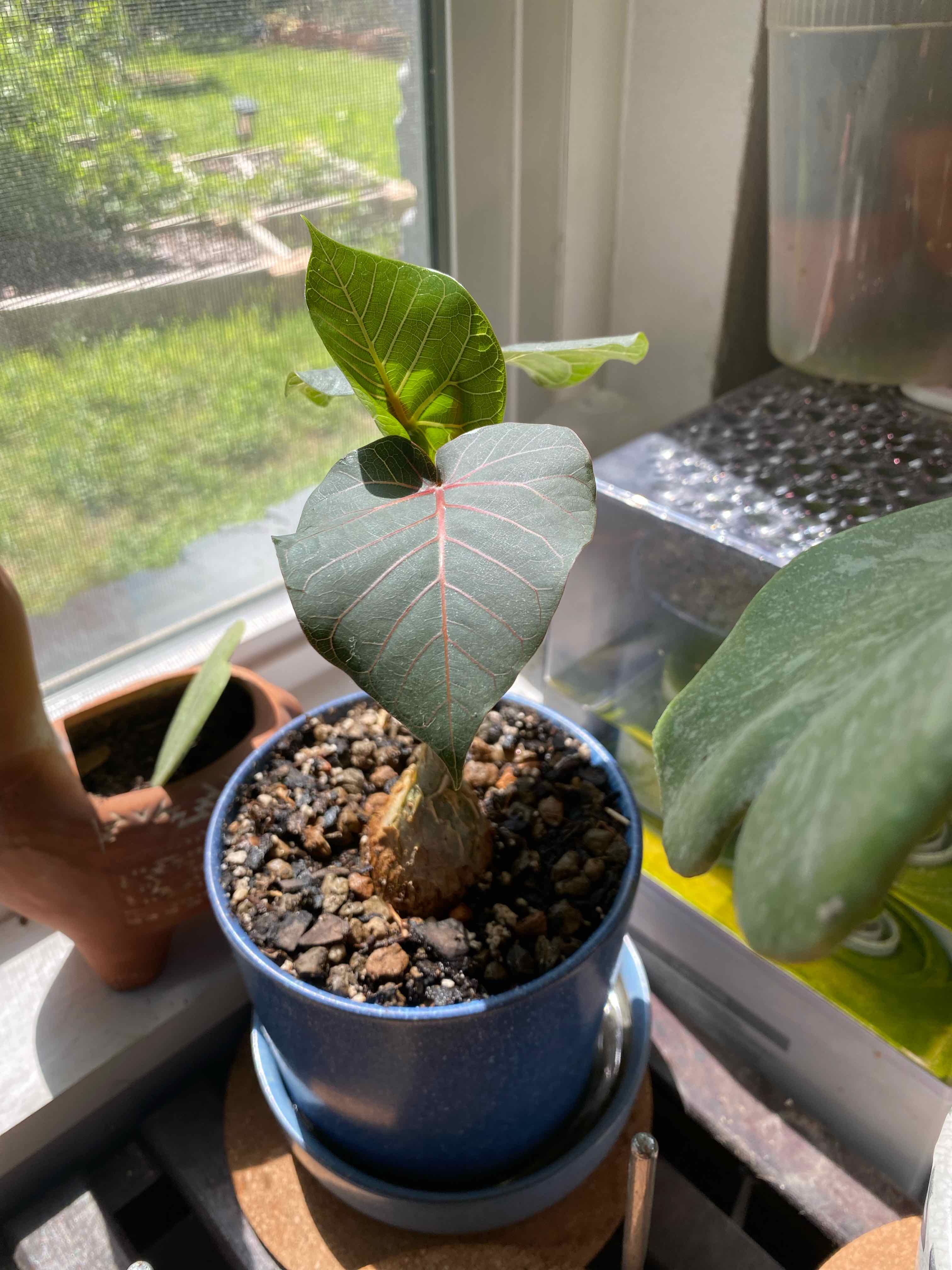 Young Petiolate Fig plant in a blue pot on a windowsill with broad green leaves and a red vein.