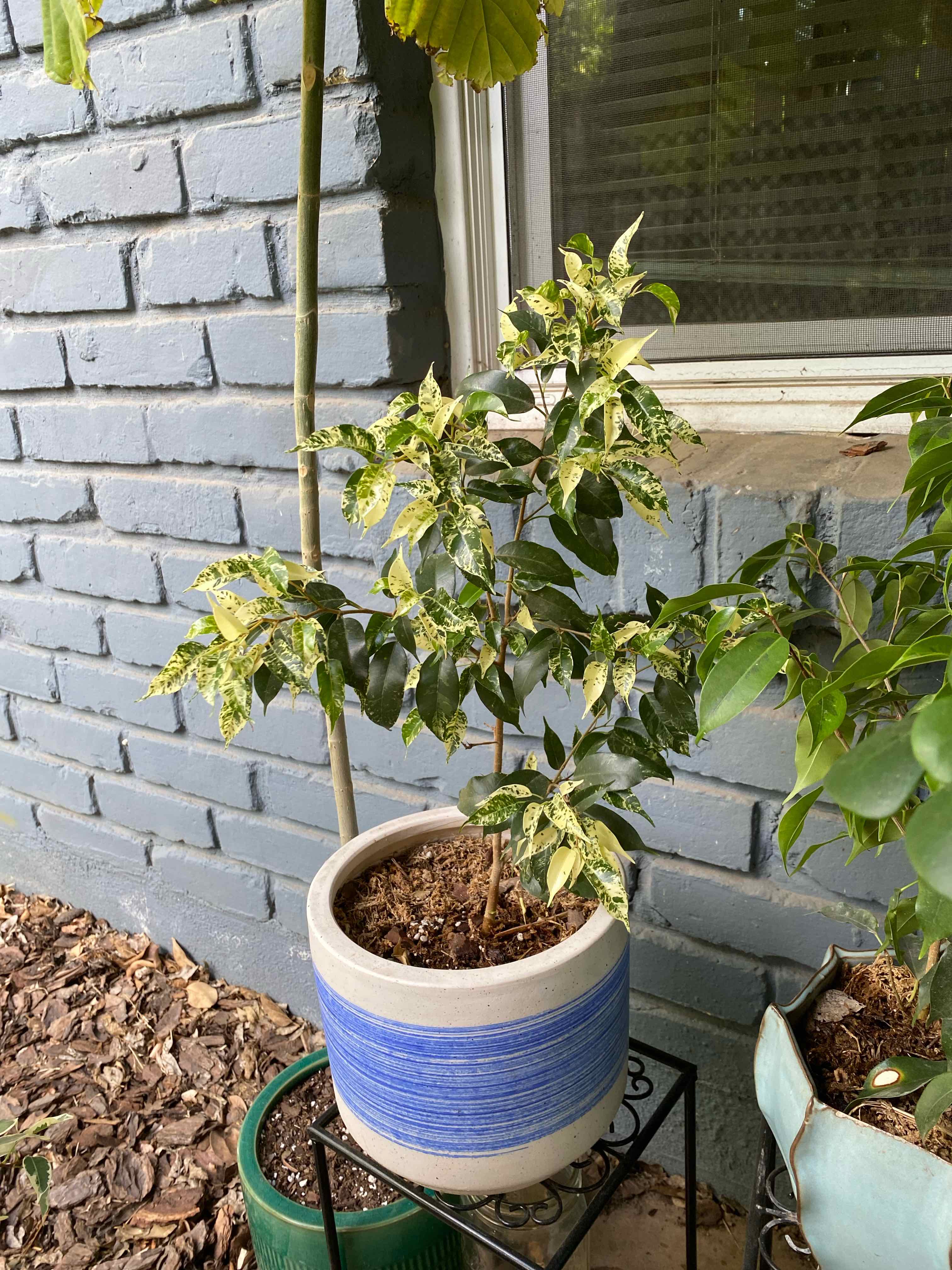 El Dorado Weeping Fig plant photo by @RJG named Goldie on Greg, the plant care app.