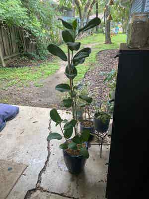 Audrey Ficus plant photo by @RJG named Audrey on Greg, the plant care app.