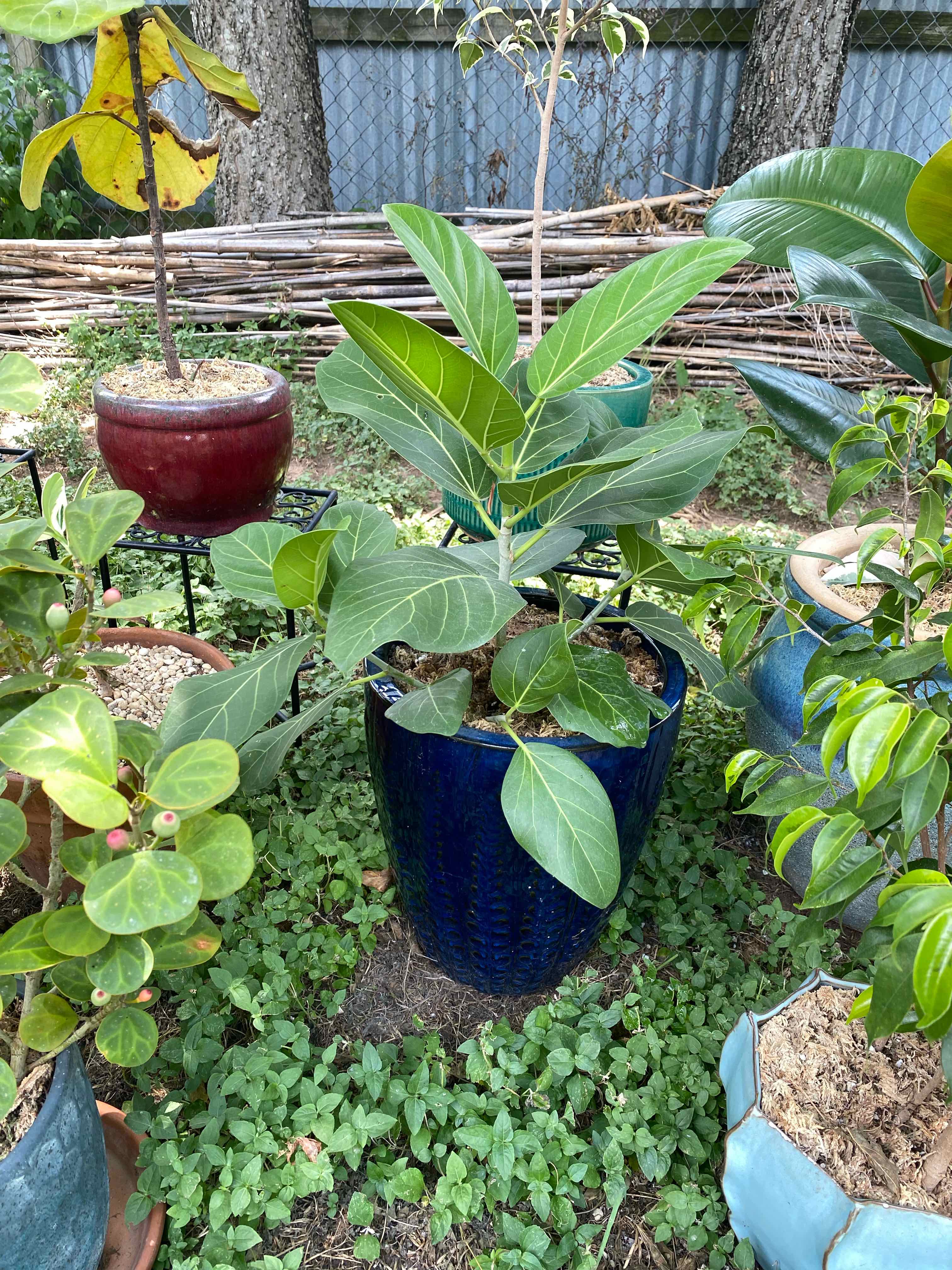 Audrey Ficus plant photo by @RJG named Audrey on Greg, the plant care app.
