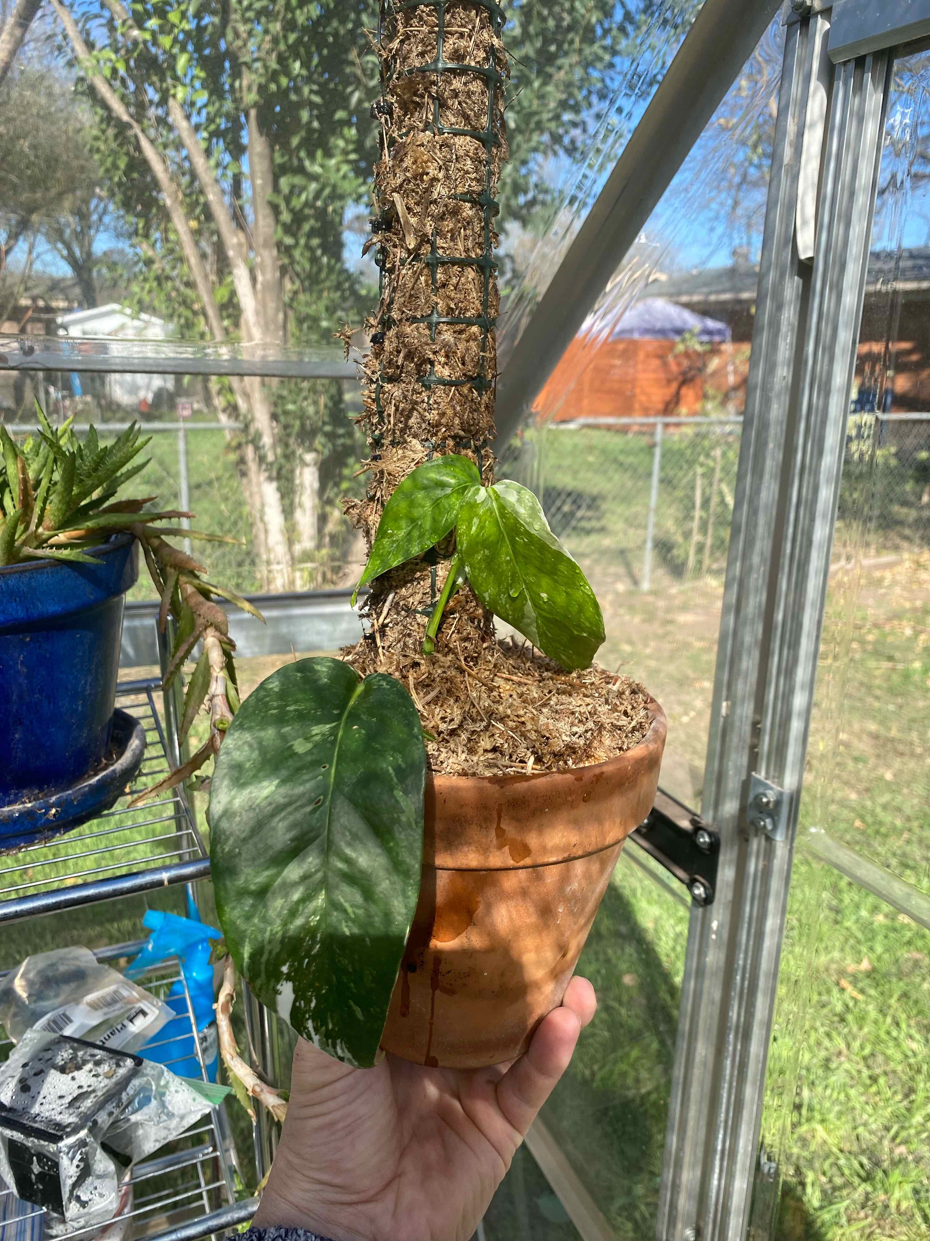 Potted Albo Epipremnum Pinnatum plant held by a hand in a greenhouse.