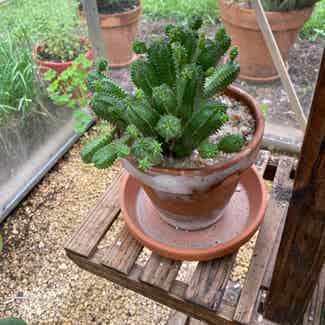 Euphorbia obesa f. monstruosa plant in Austin, Texas