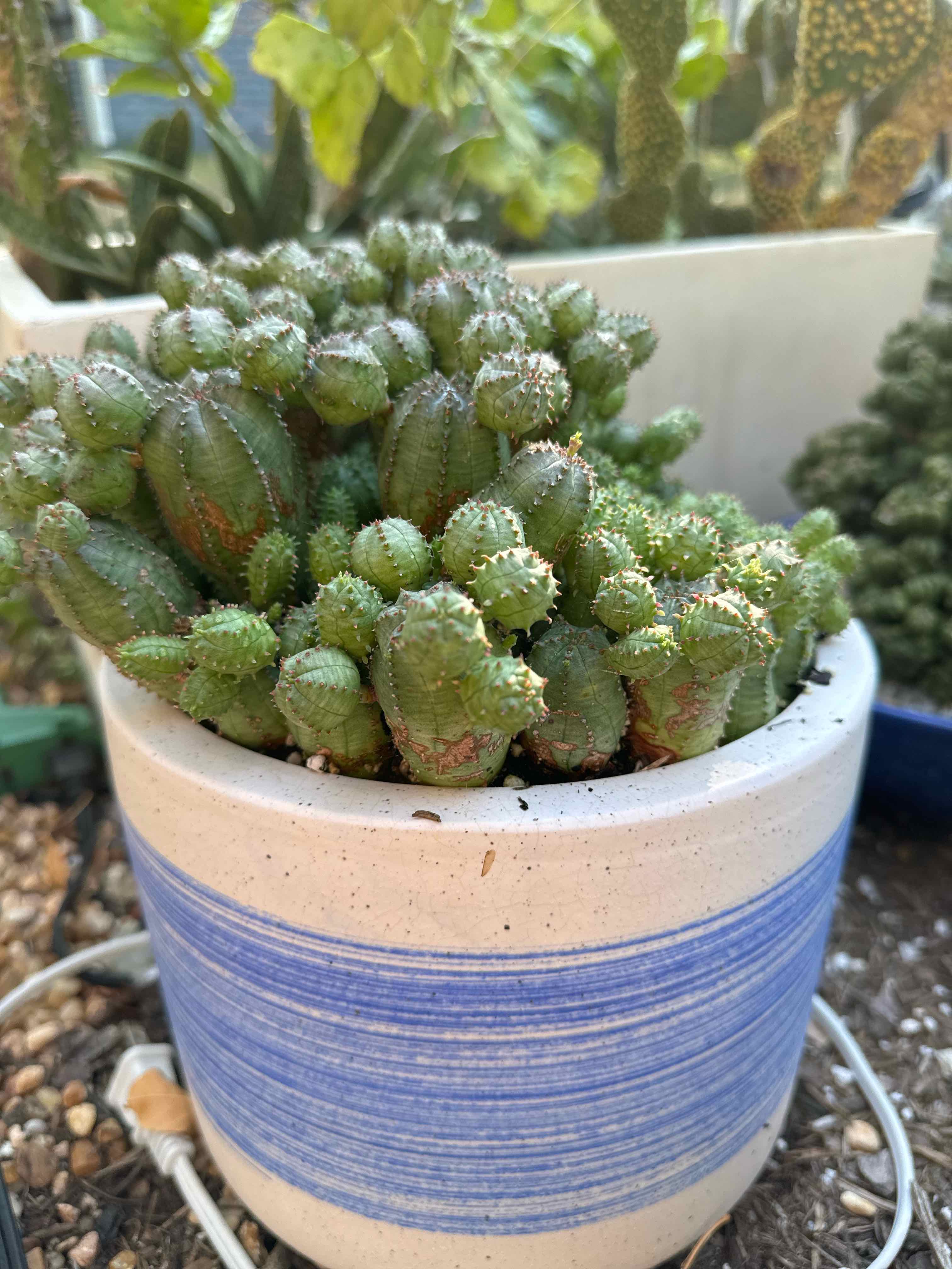 Photo of the plant species Euphorbia obesa f. monstruosa by @RJG named Don on Greg, the plant care app