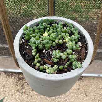 Variegated String of Pearls plant in Austin, Texas