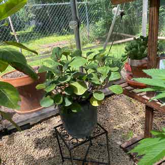 Mistletoe Fig plant in Austin, Texas