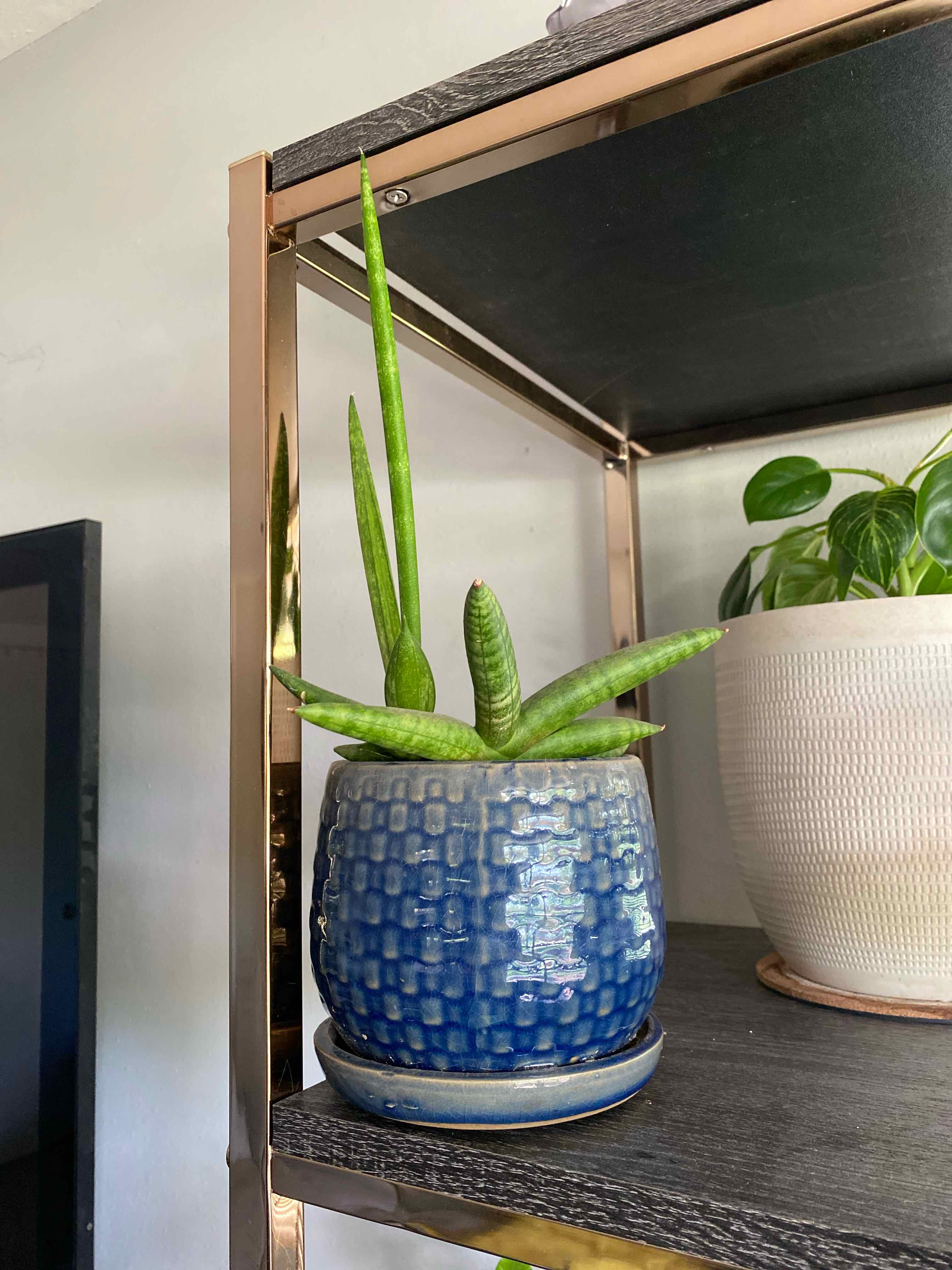 Starfish Snake Plant in a blue pot on a shelf, appearing healthy.