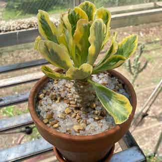 Variegated Euphorbia Poissonii plant in Austin, Texas