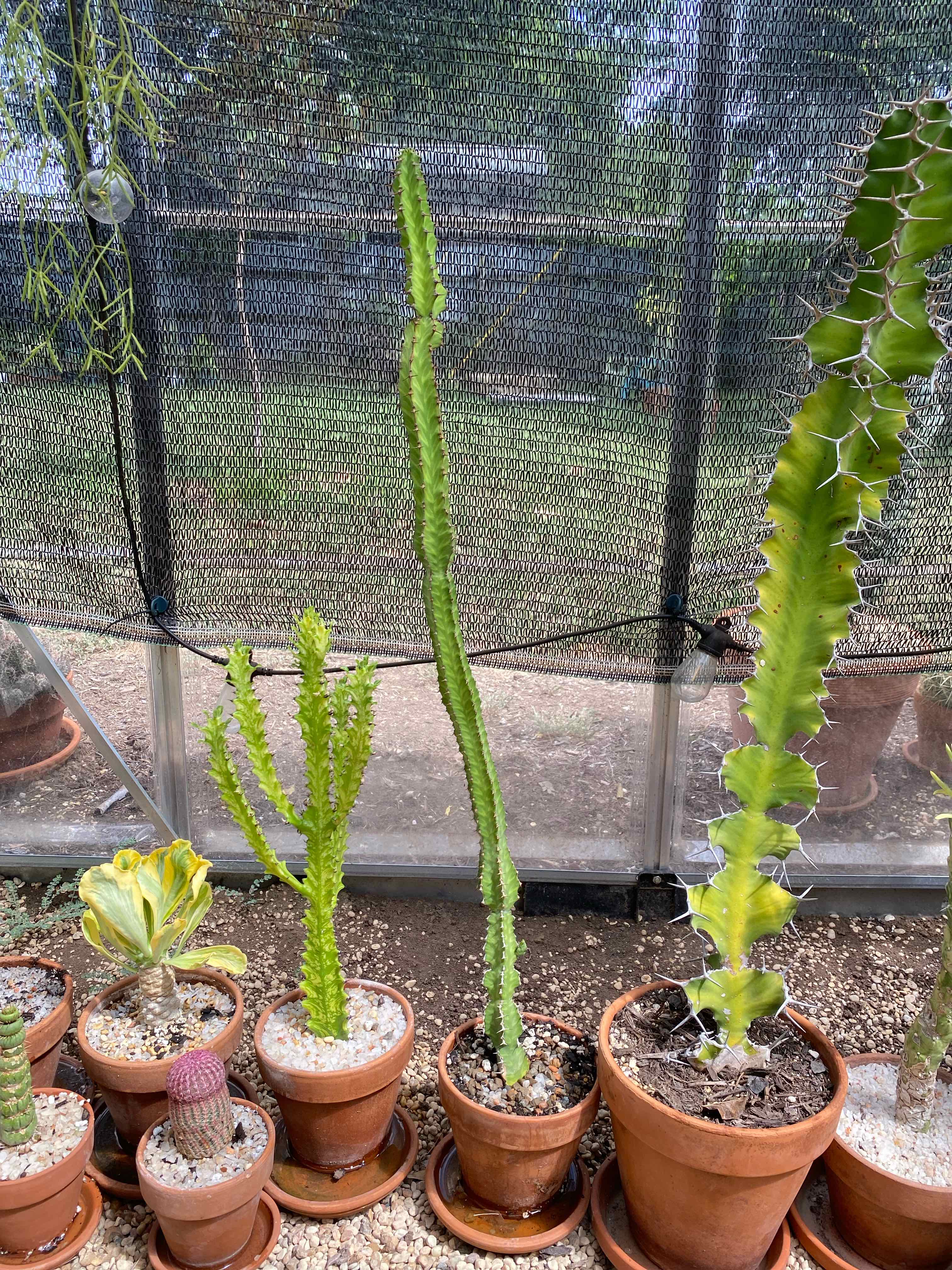 Photo of the plant species Euphorbia pseudocactus subsp. pseudocactus by @RJG named Sue on Greg, the plant care app