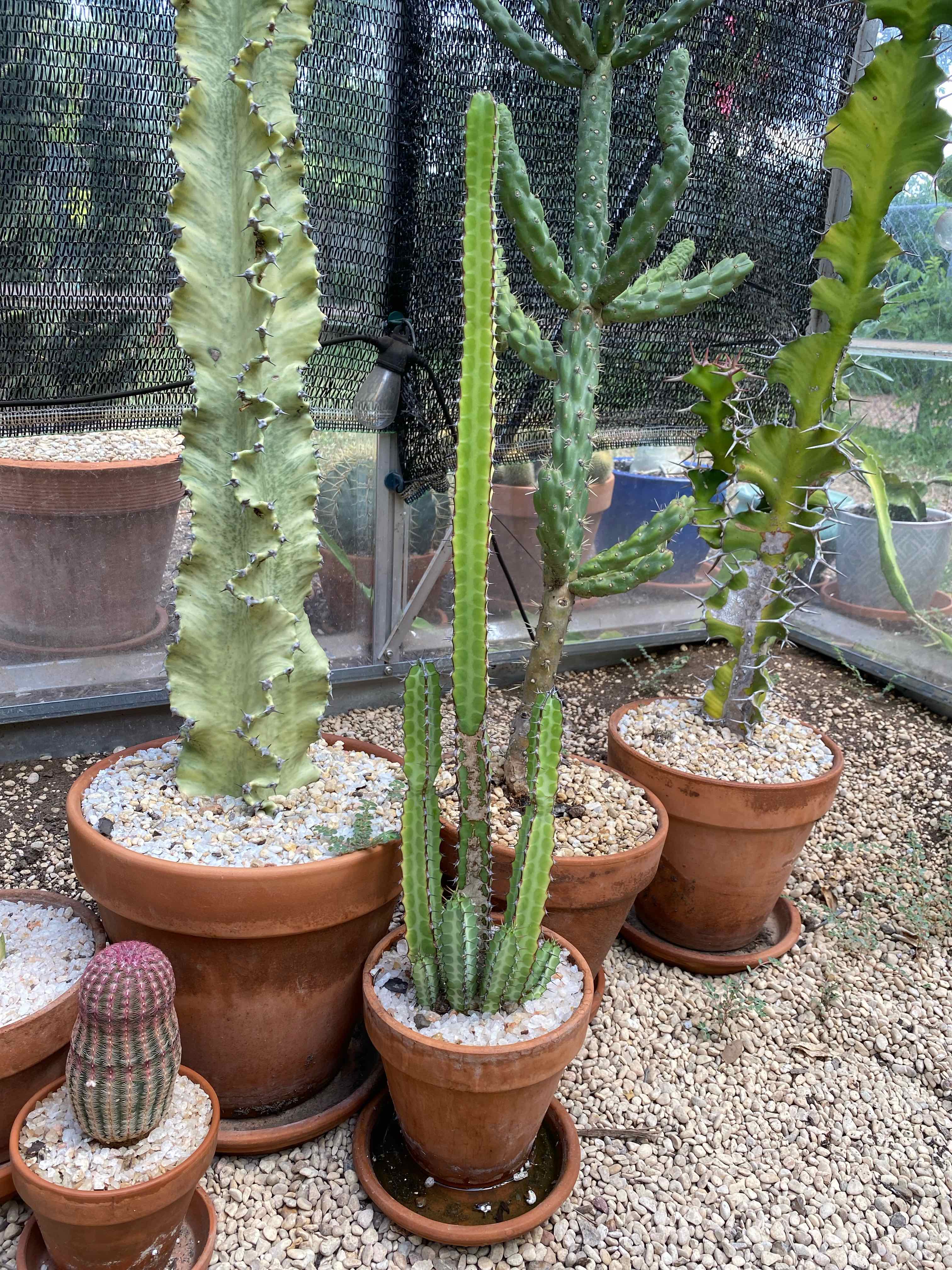 Photo of the plant species Euphorbia tescorum by @RJG named Josephine on Greg, the plant care app