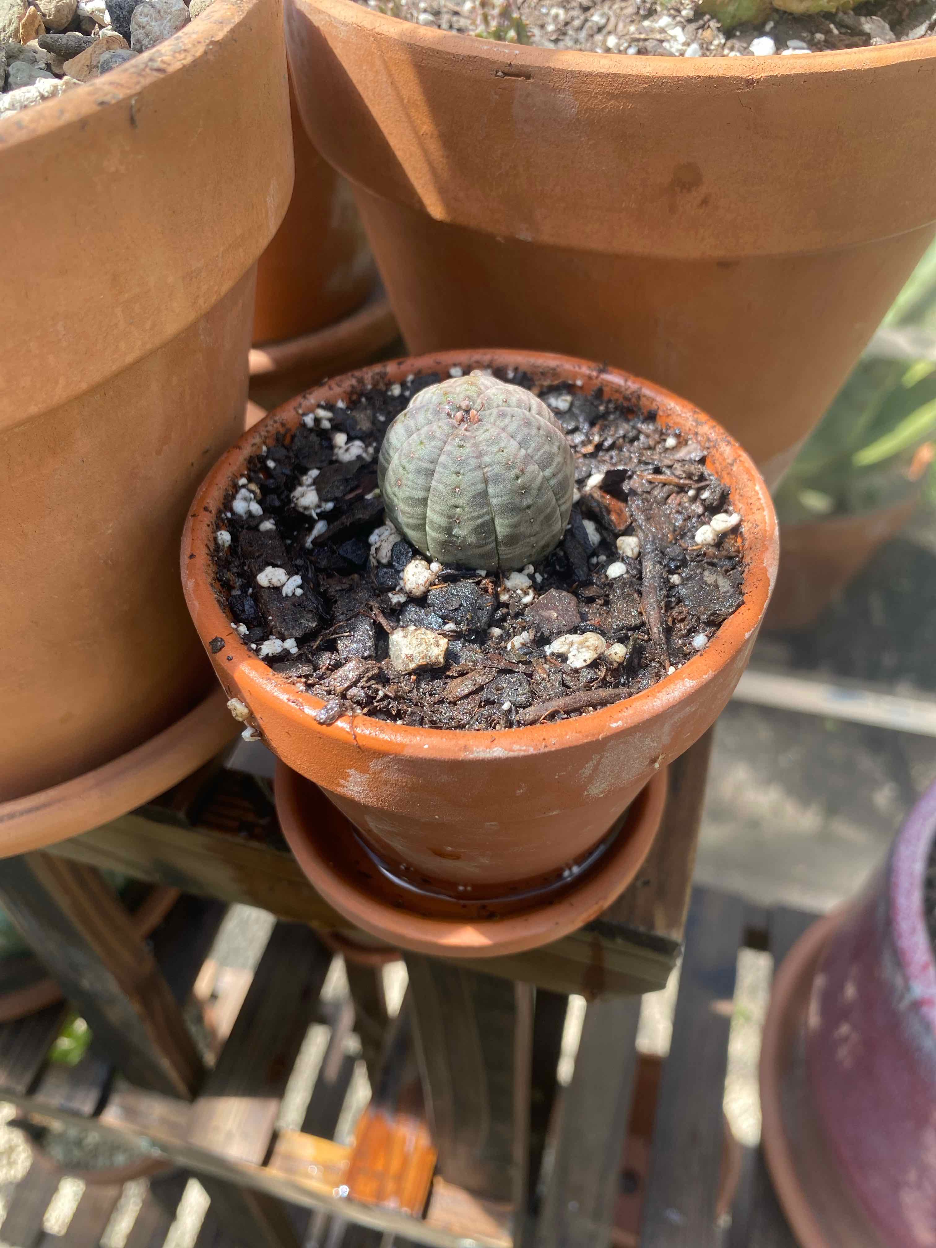 Baseball Plant (Euphorbia obesa) in a terracotta pot with visible soil.