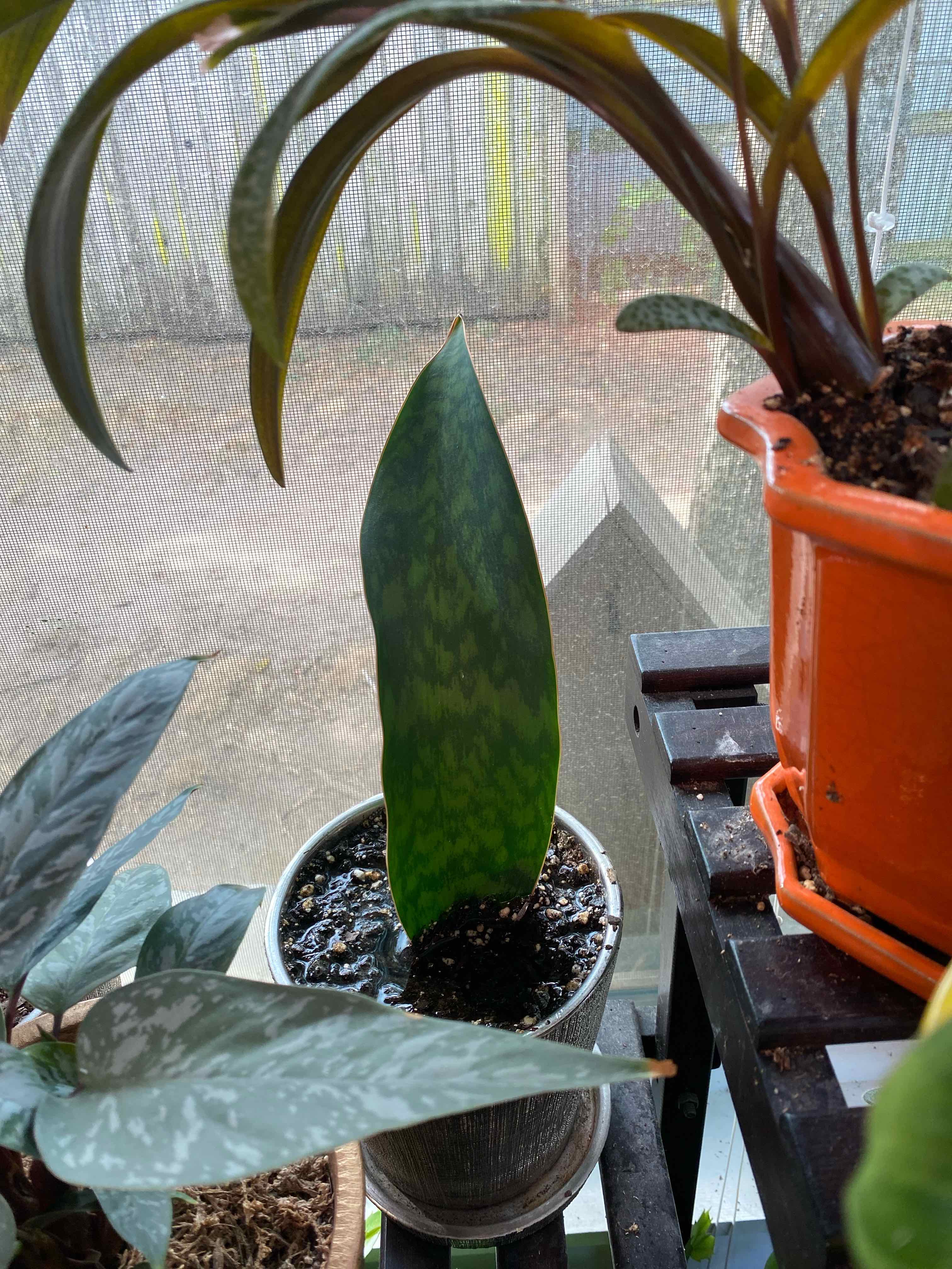 Whale Fin Snake Plant in a small pot with visible soil, surrounded by other plants.