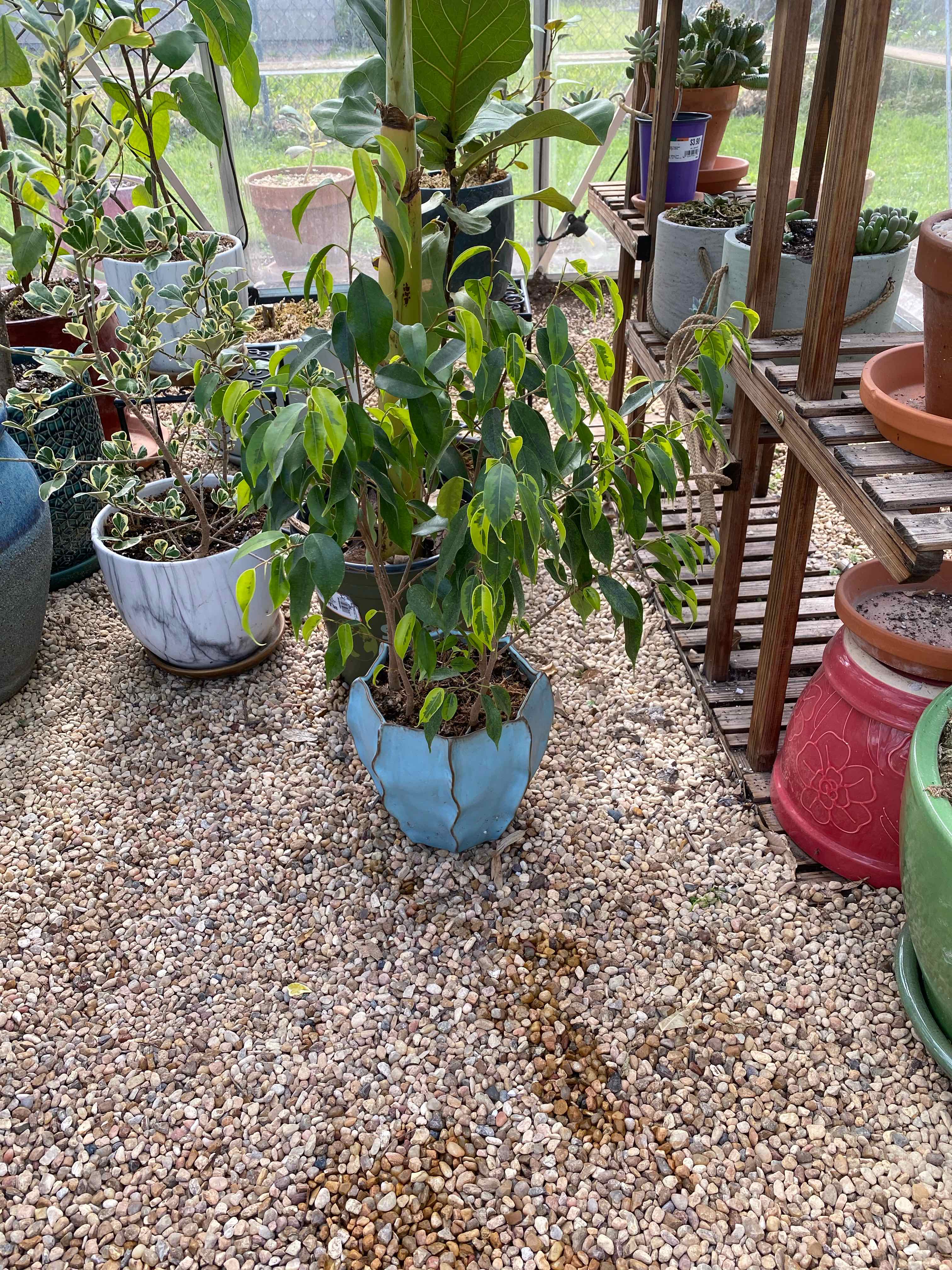 Photo of the plant species Neon Marguerite Weeping Fig by @RJG named Nikolai on Greg, the plant care app