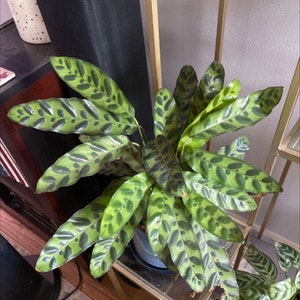 Rattlesnake Plant plant photo by @RJG named Nyx on Greg, the plant care app.
