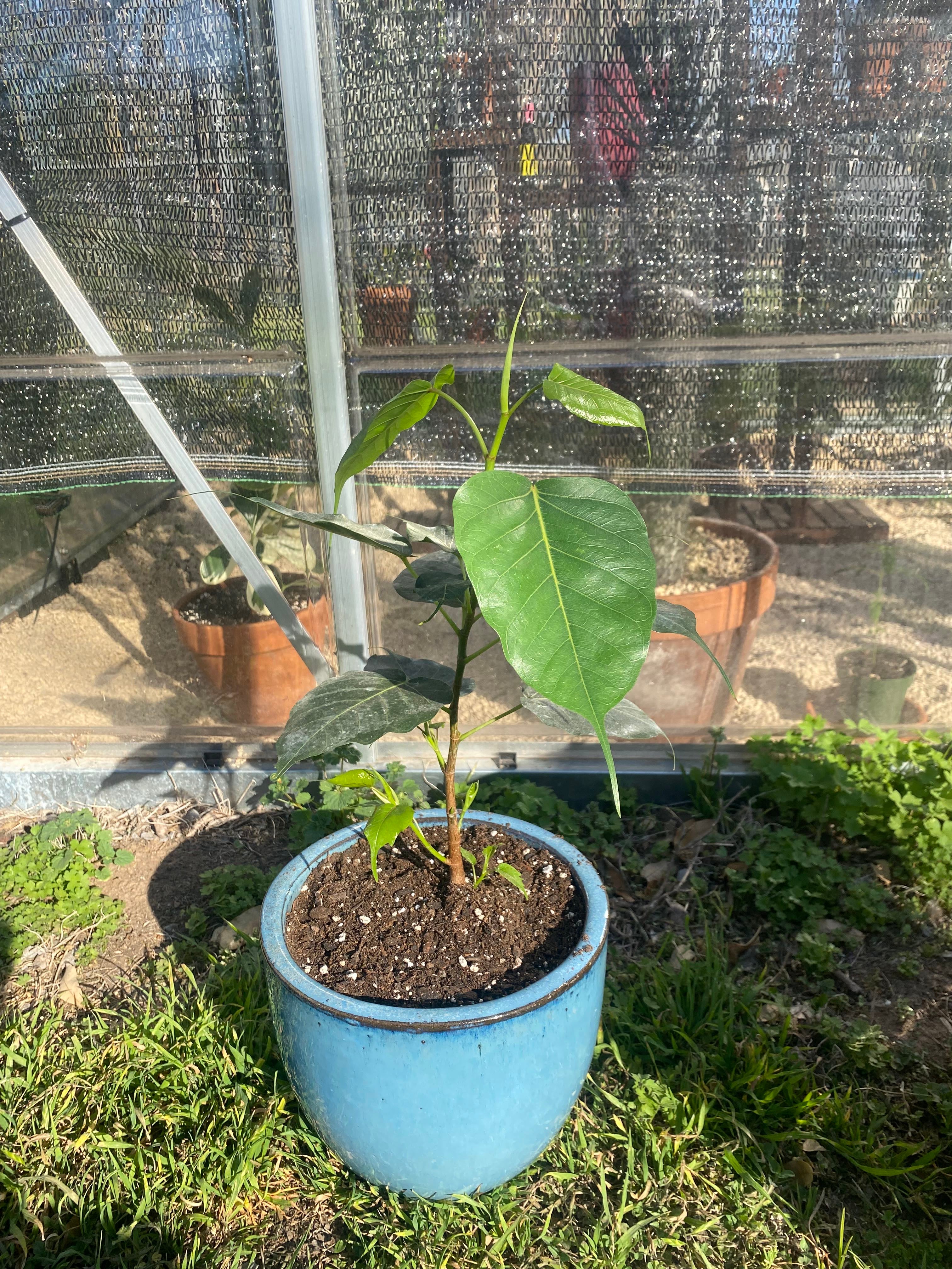 🌳 Where Can Bodhi Tree Grow? Zones 10a12b