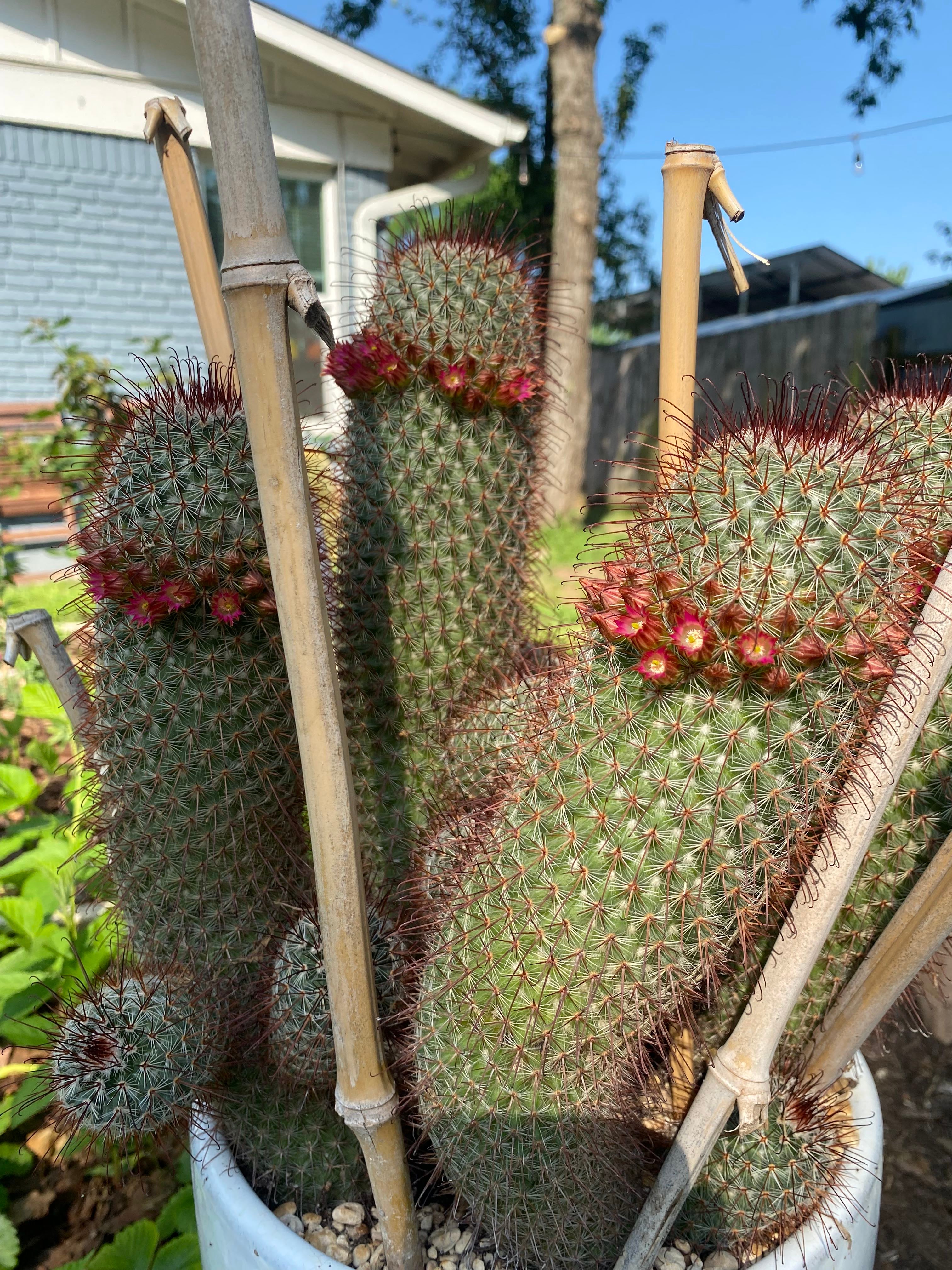 Spiny pincushion cactus Plant Care Water, Light, Nutrients Greg App 🌱