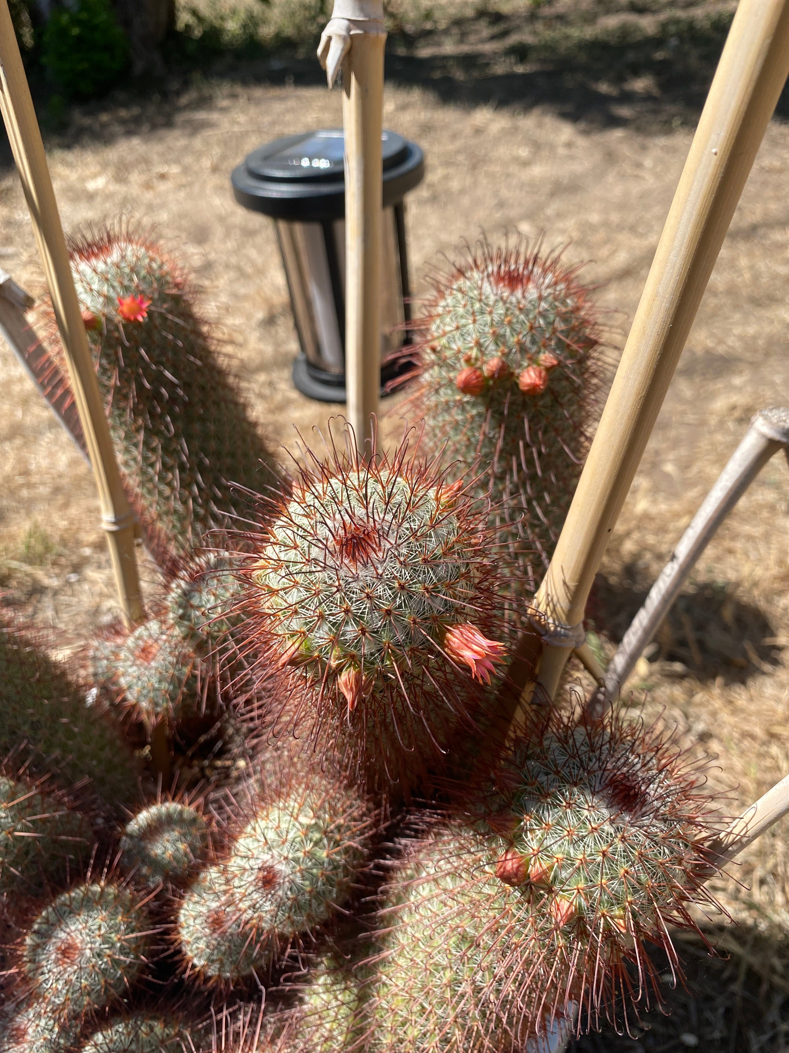 Spiny pincushion cactus Plant Care Water, Light, Nutrients Greg App 🌱