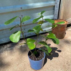 Triangle Fig plant