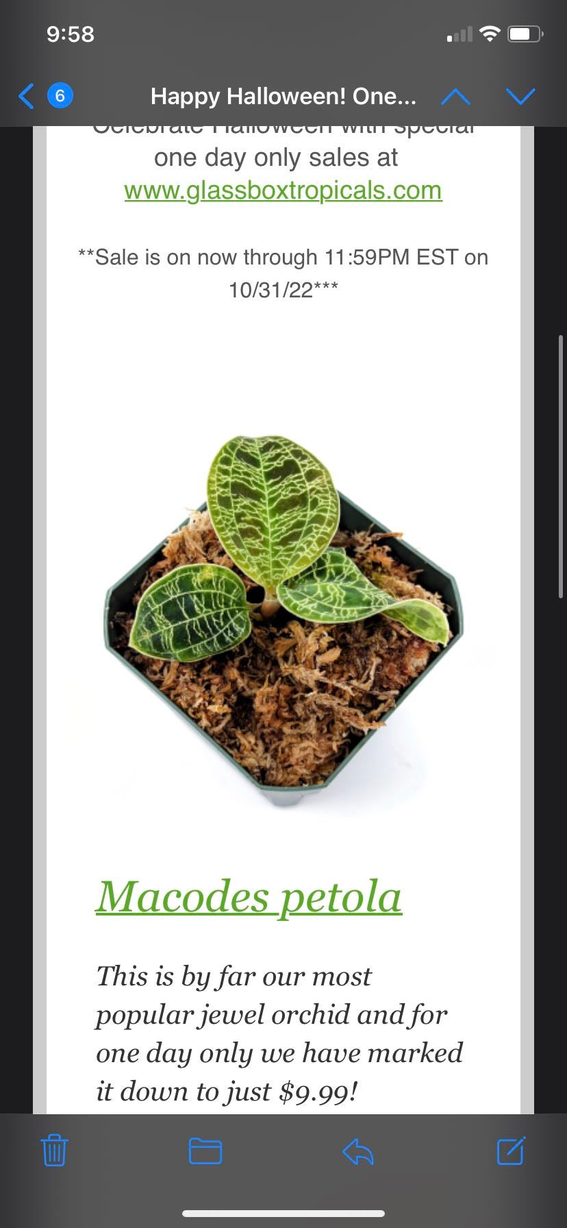 Lightning Bolt Jewel Orchid Care 101 Water, Light & Growing Tips