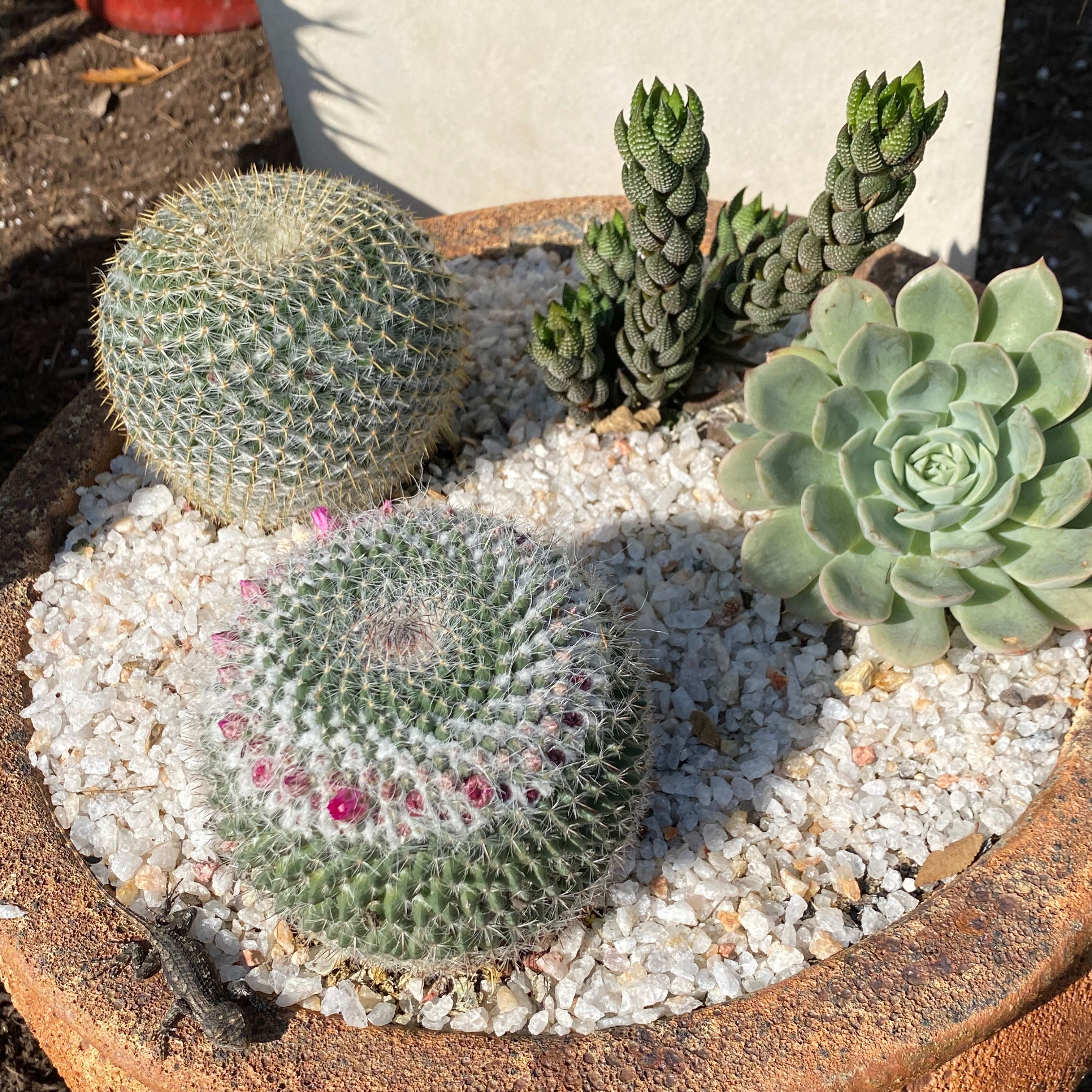 A pot with assorted succulents, including a cactus and an echeveria, covered with white gravel.