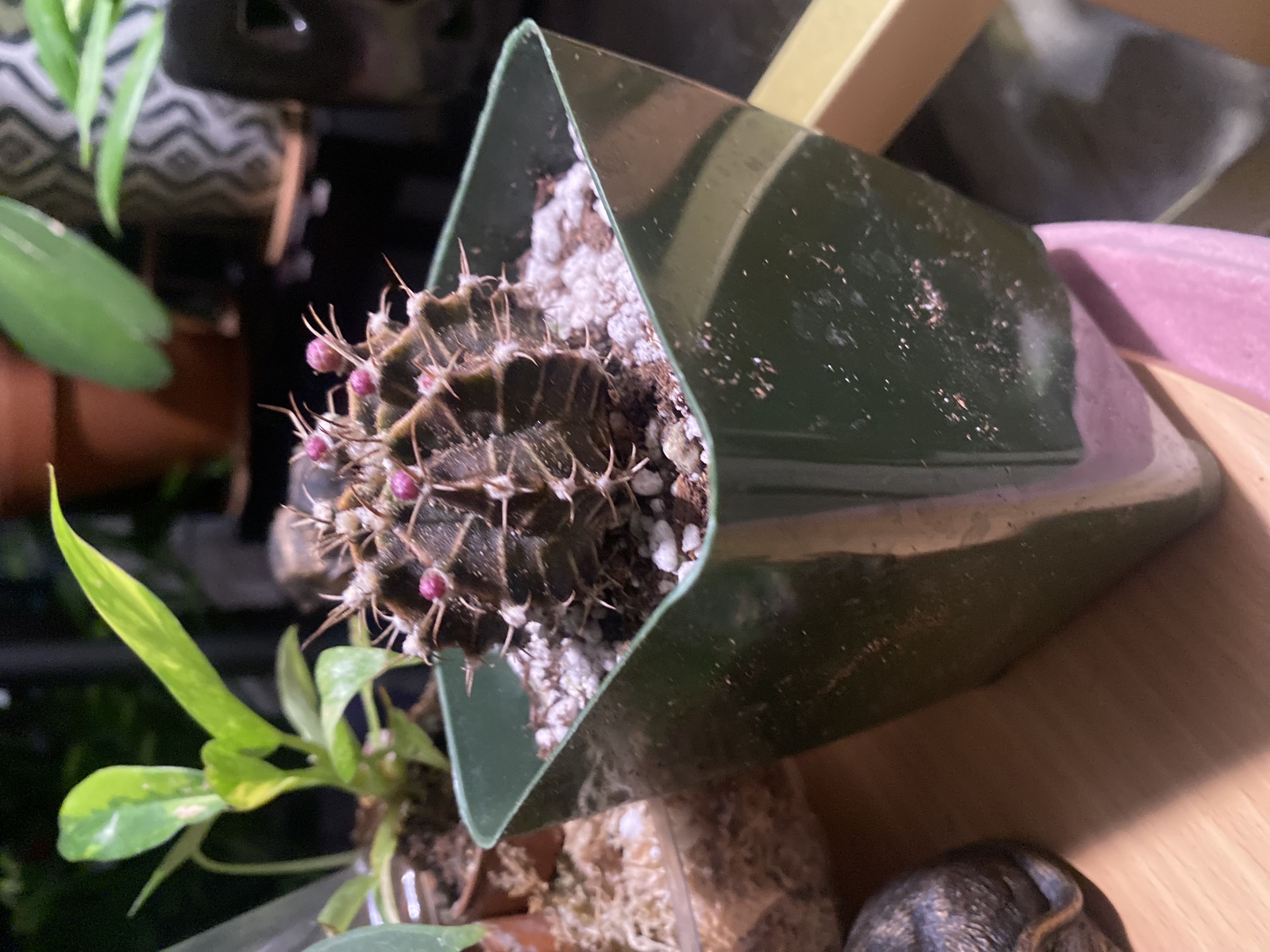 Photo from the post