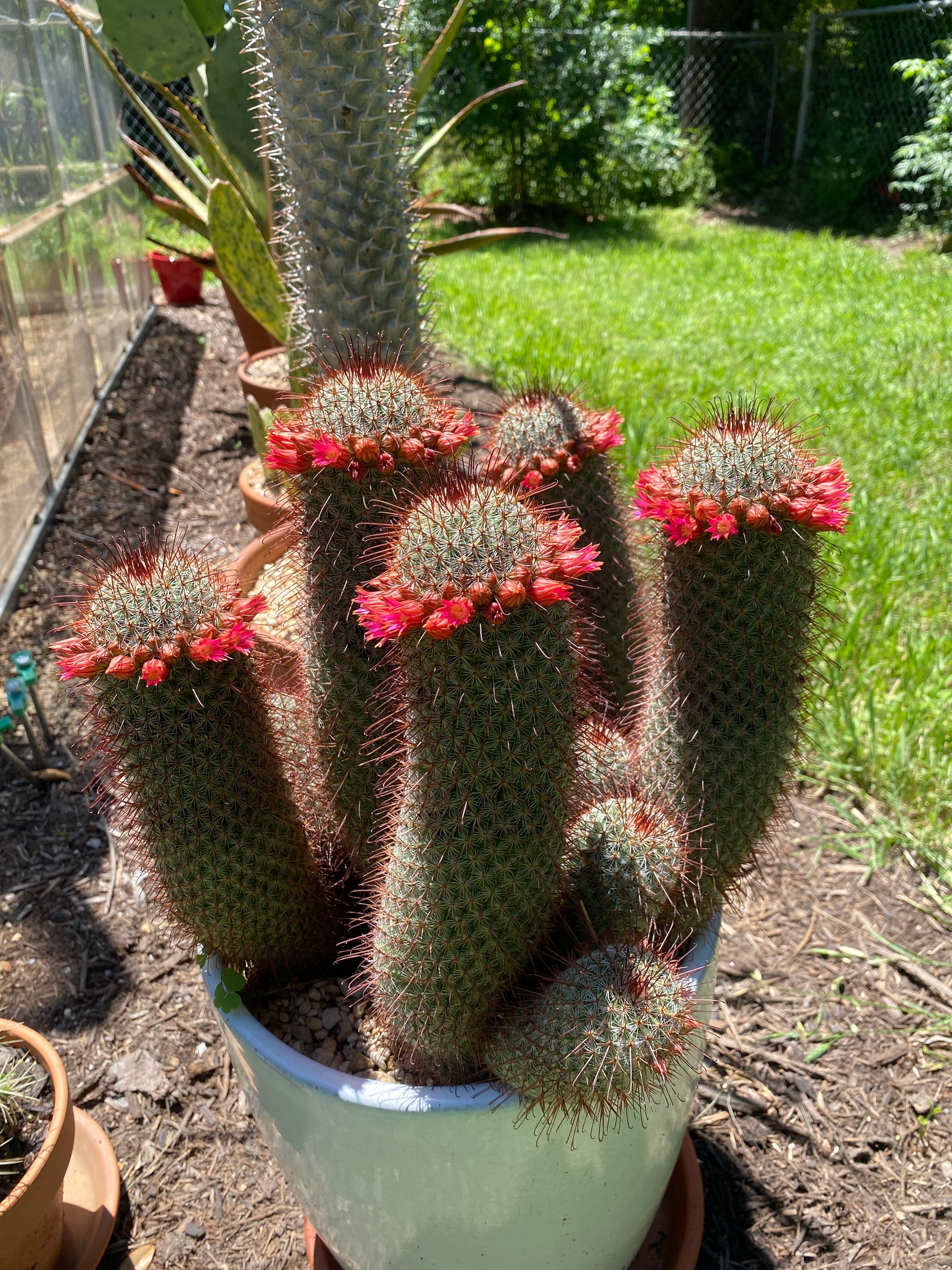 Spiny Pincushion Cactus Plant Care Water, Light, Nutrients Greg App 🌱