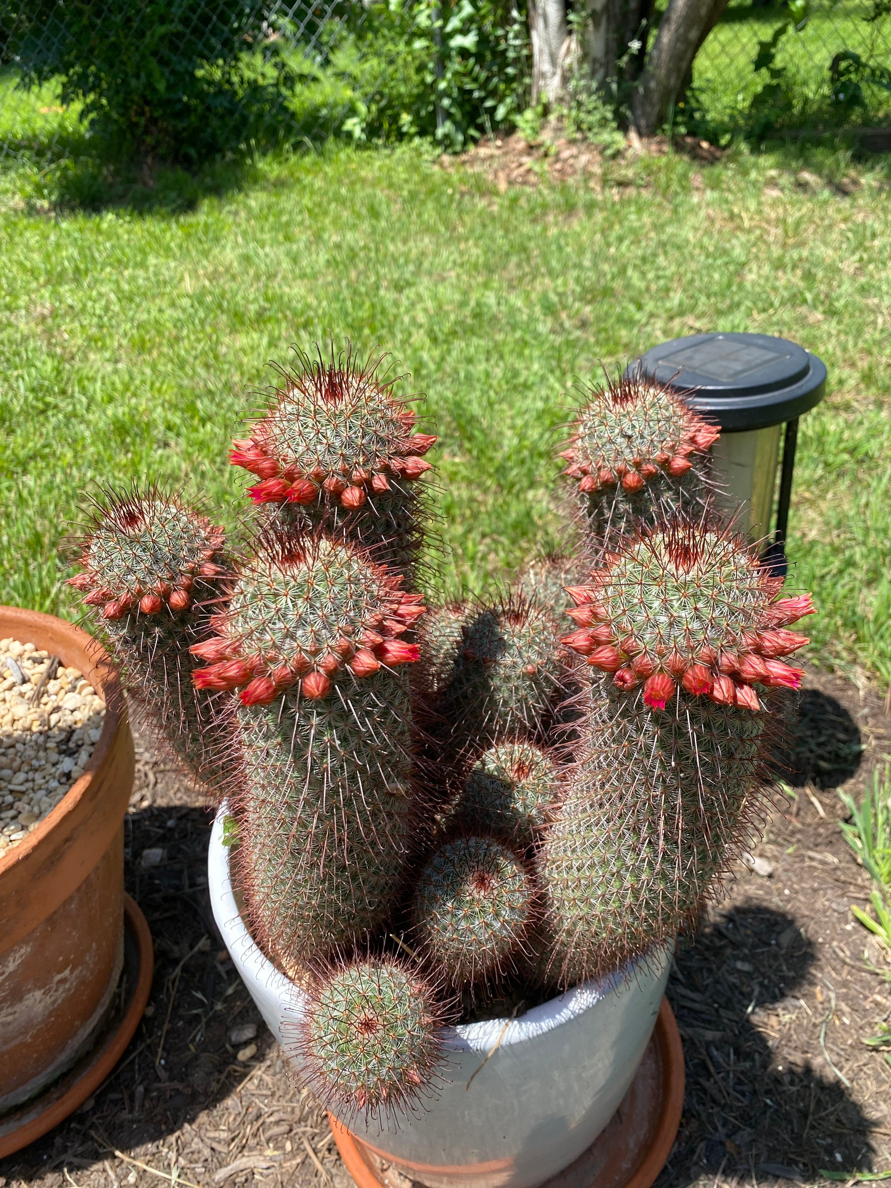 Spiny Pincushion Cactus Plant Care Water, Light, Nutrients Greg App 🌱