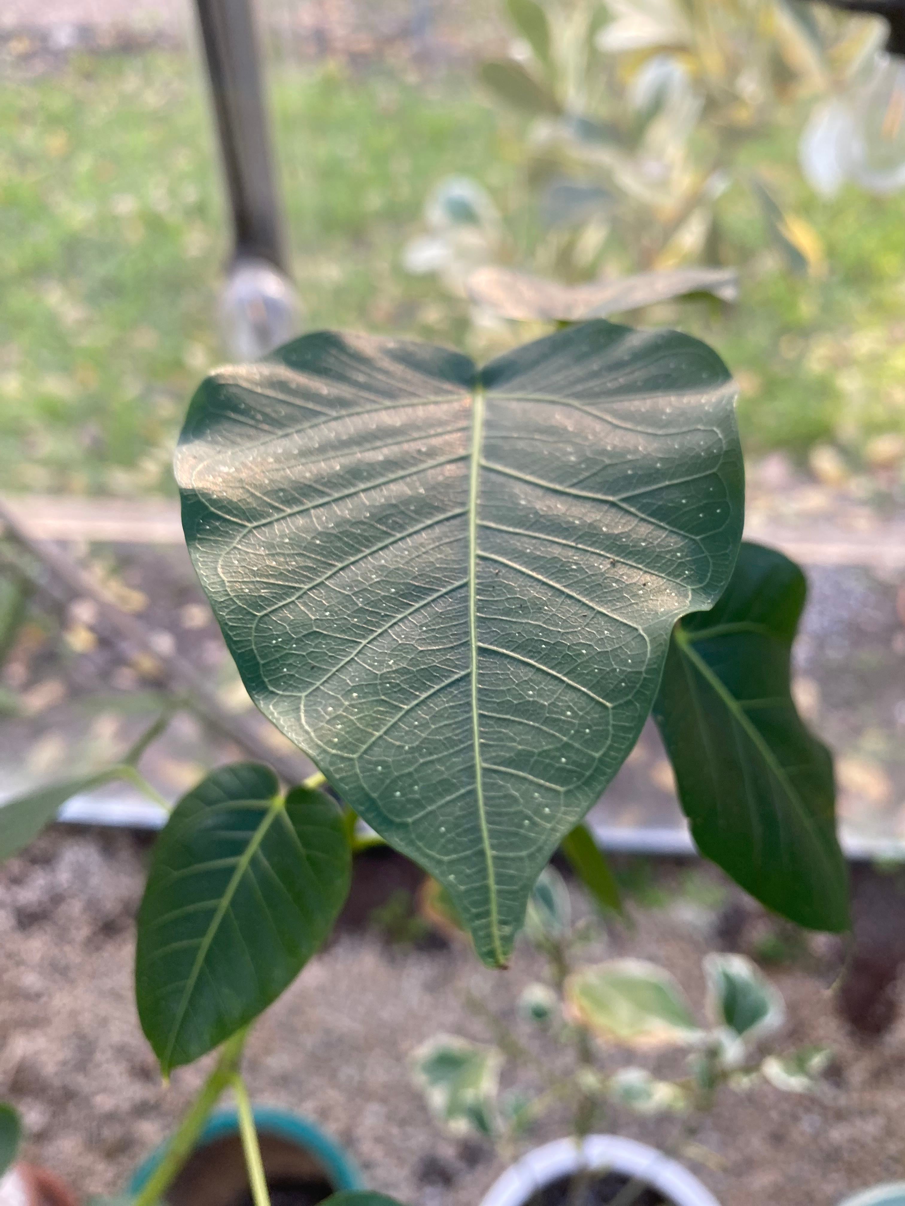 🌳 Where Can Bodhi Tree Grow? Zones 10a12b