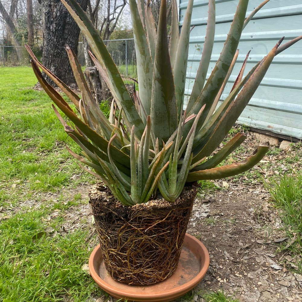 A Step-by-Step Guide to Repotting Aloe Vera (+ 5 Best Practices) – Rosy Soil
