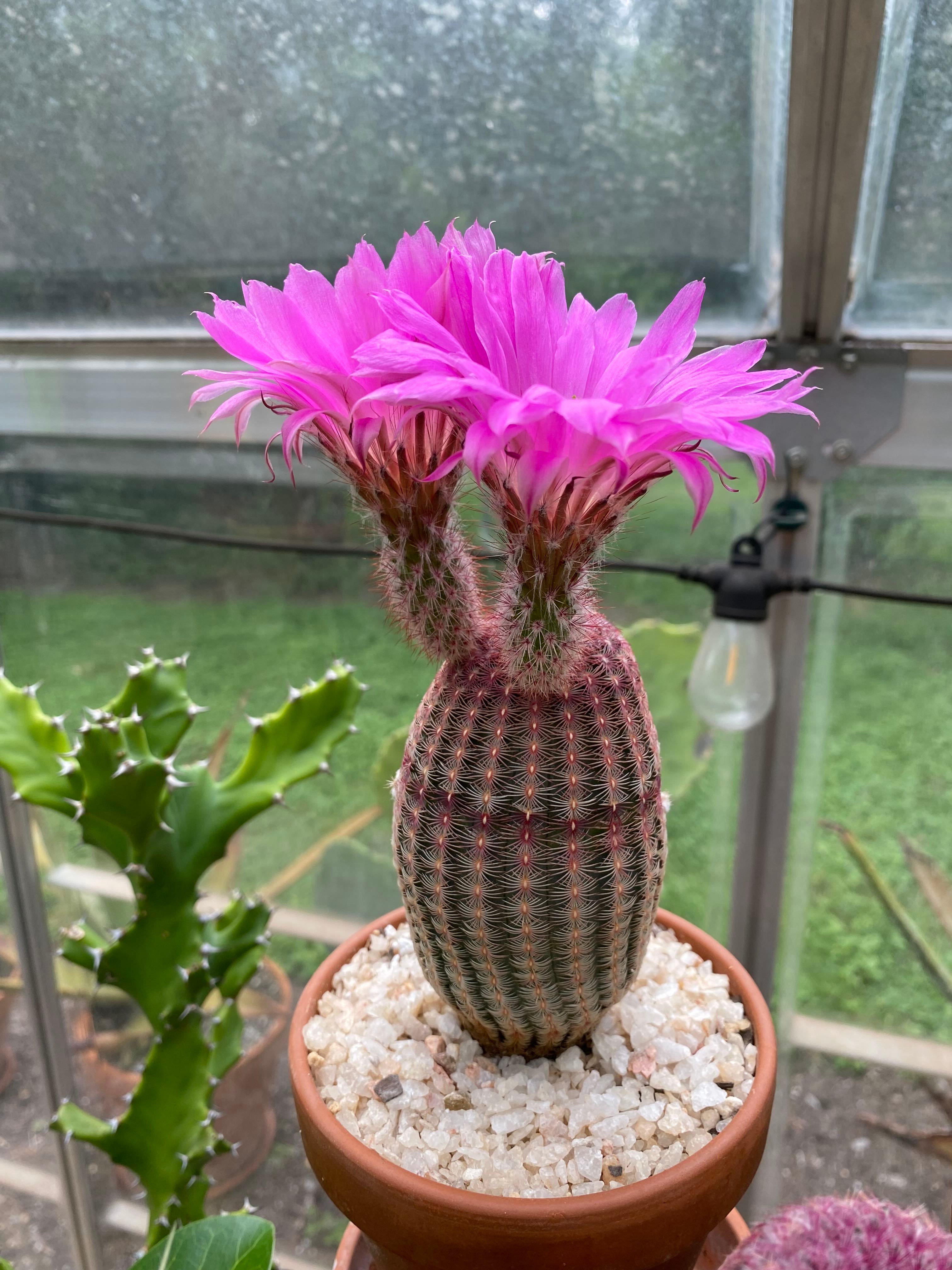 ☀️ 9 Companions to Boost Your Arizona Rainbow Cactus's Growth