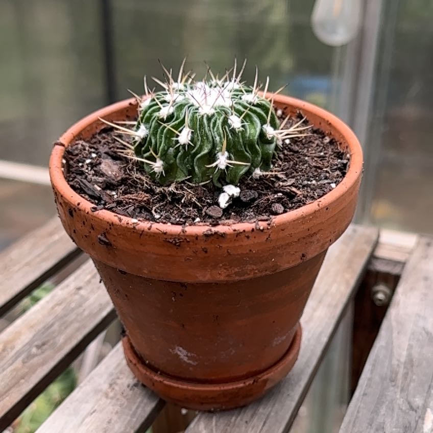 Photo of the plant species Macracanthus Cactus by @RJG named Cortex on Greg, the plant care app