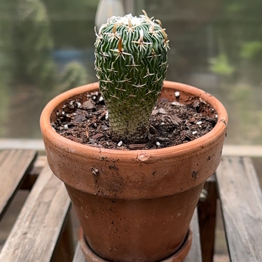 Photo of the plant species Macracanthus Cactus by @RJG named Amygdala on Greg, the plant care app